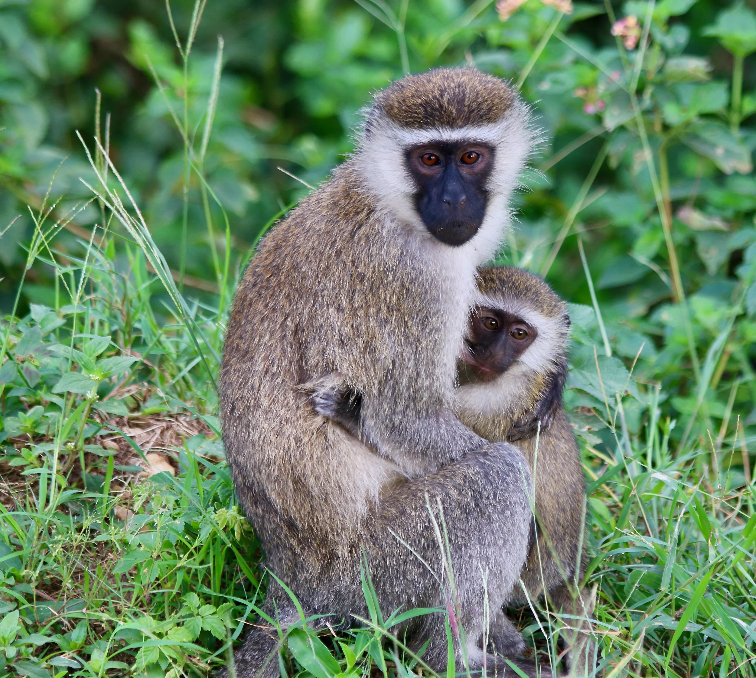 Vervet monkey