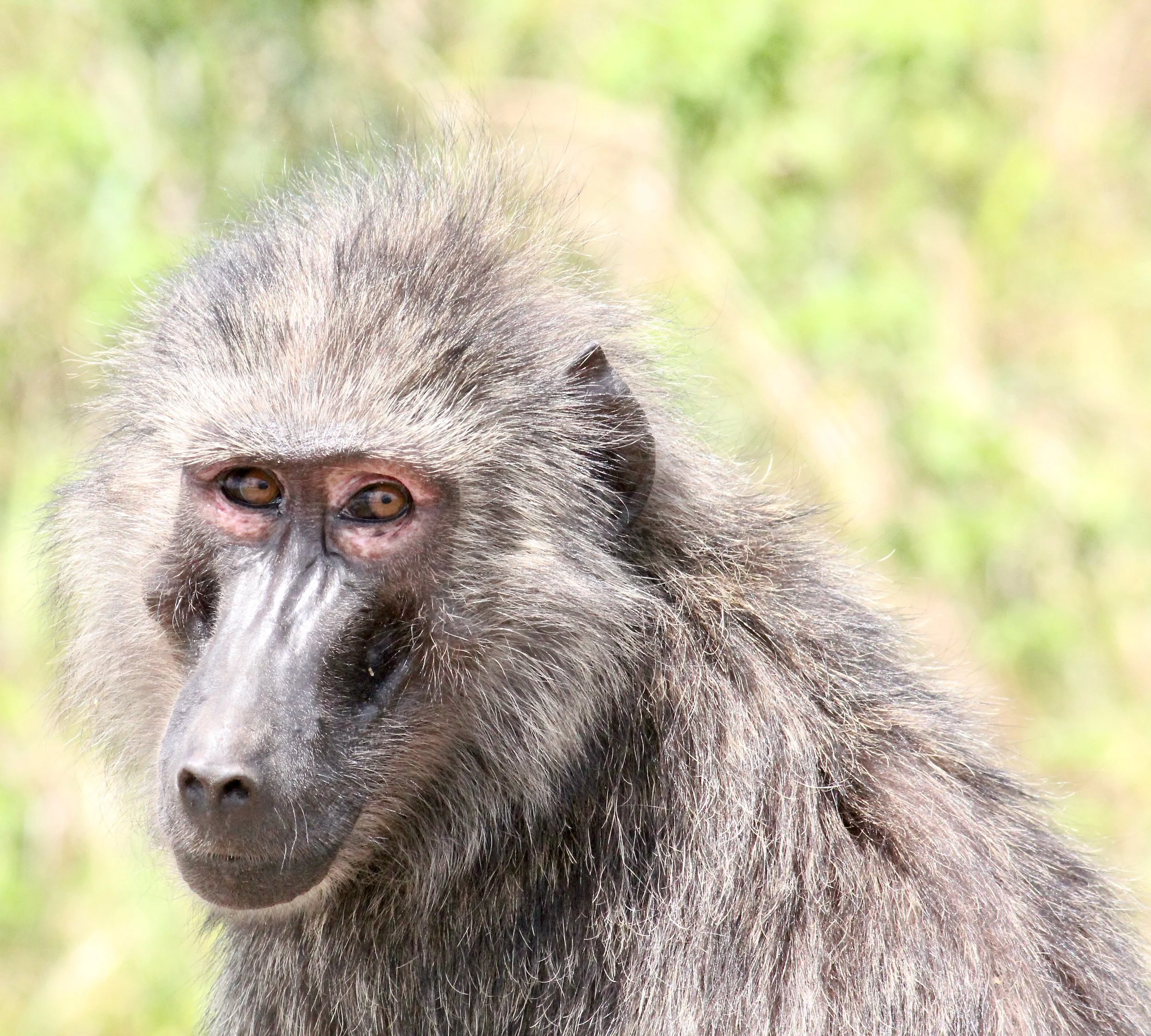 Baboon