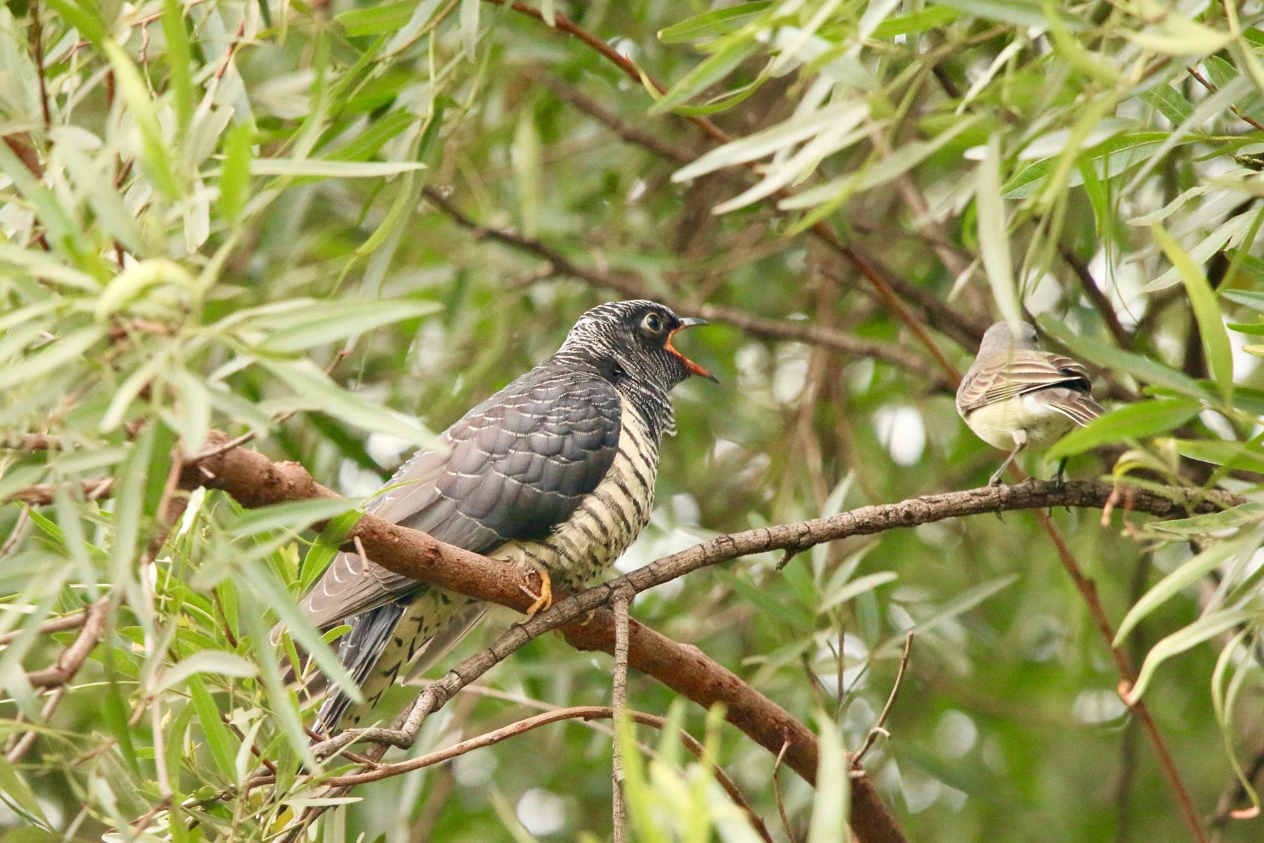 Cuckoo chick (and host to the right), South Africa