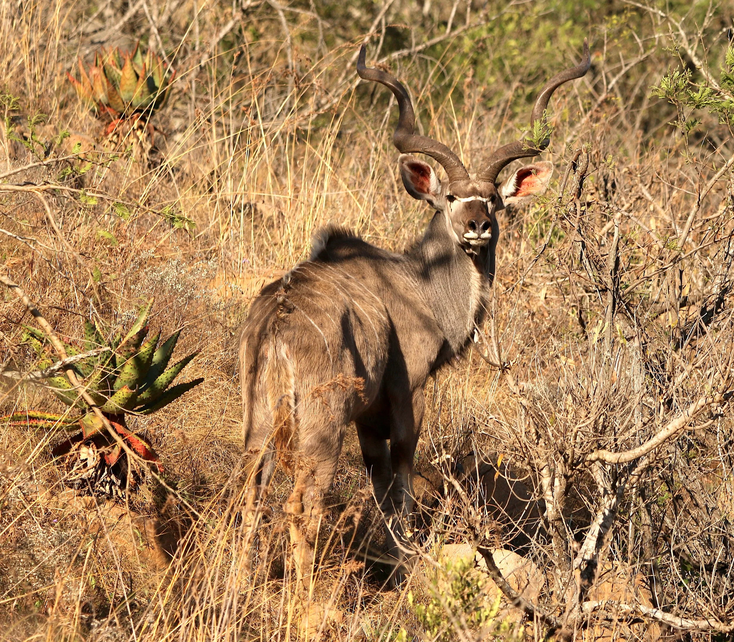 Kudu, South Africa