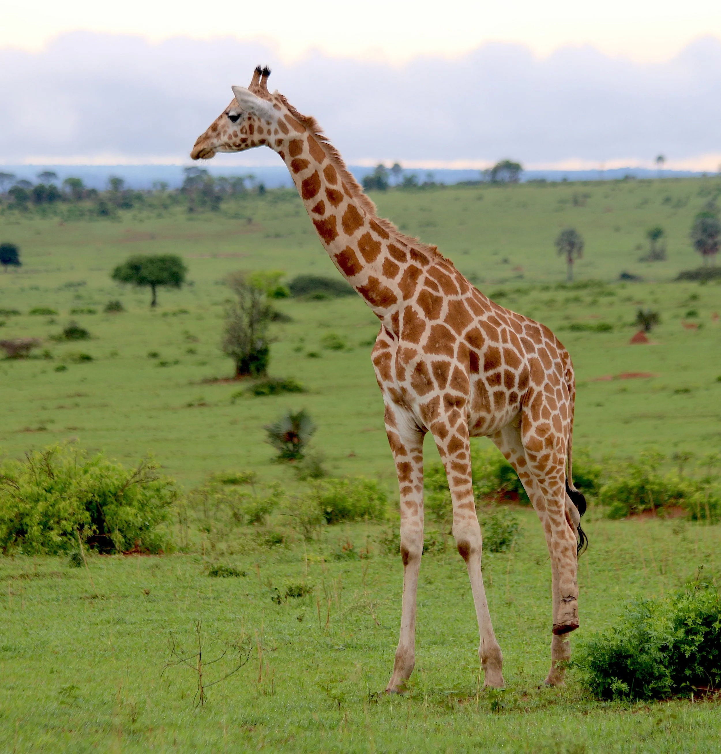 Giraffe (missing a hoof, but still walking)