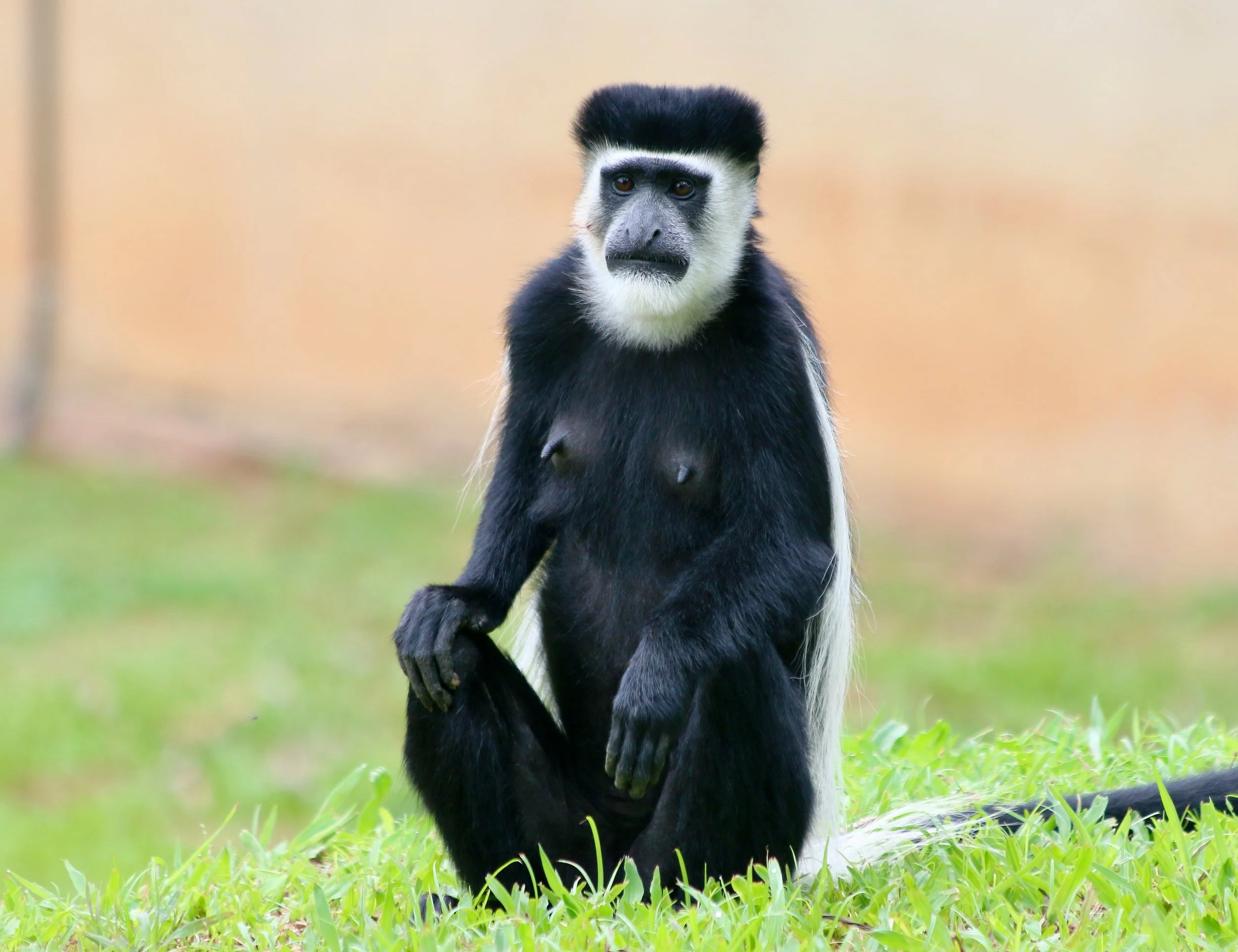 Black-and-white colobus