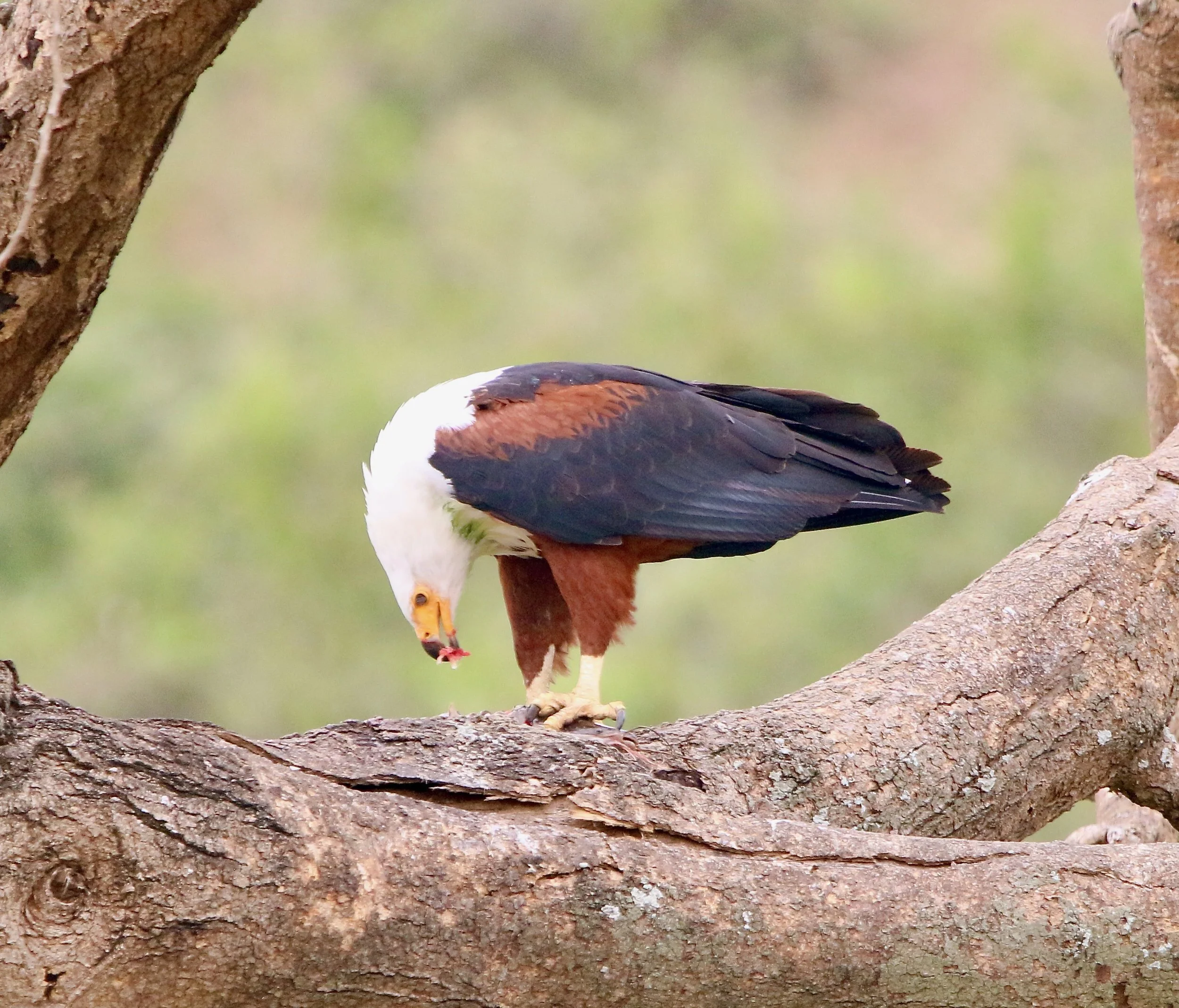African fish eagle, Uganda