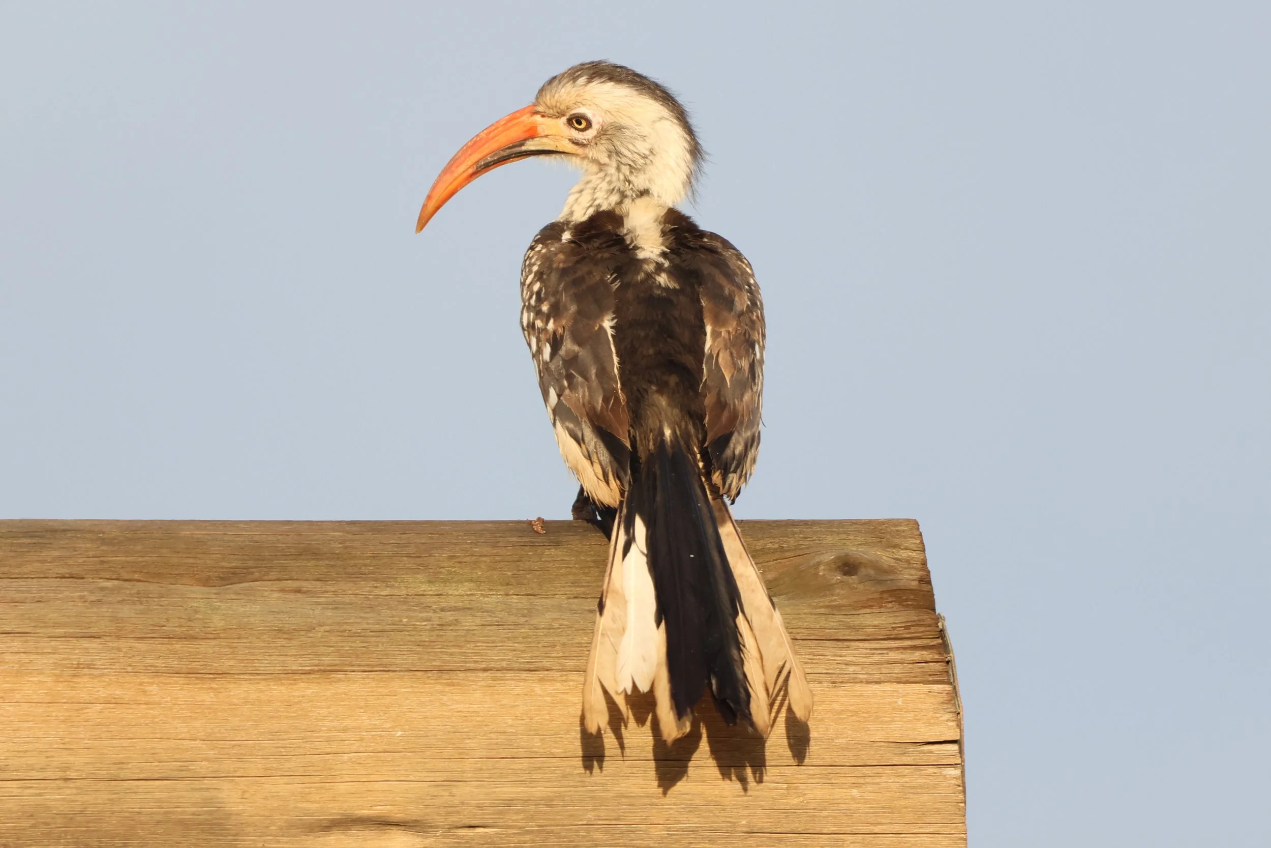 Hornbill Southern red-billed 2.JPG