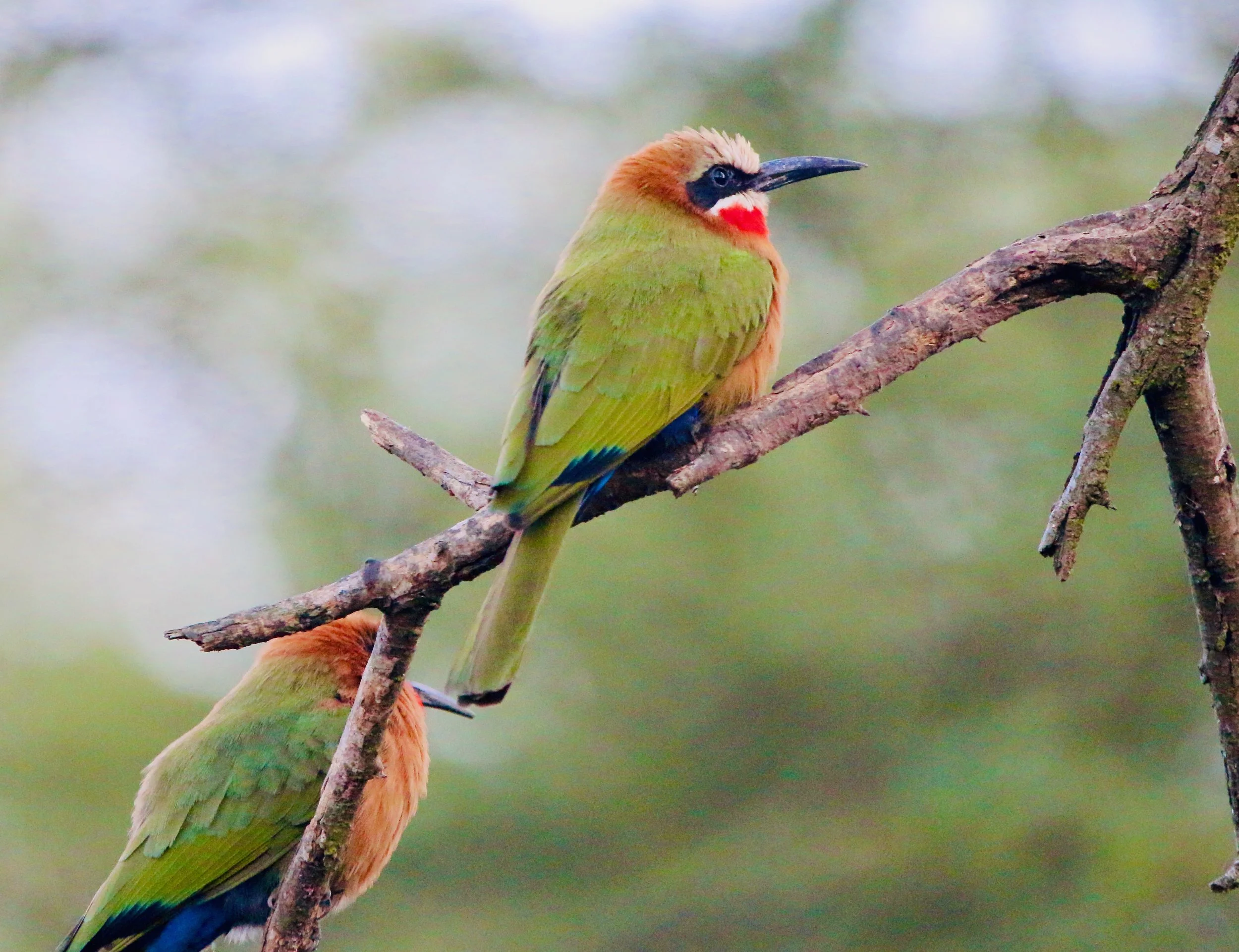 White-fronted bee-eater, South Africa