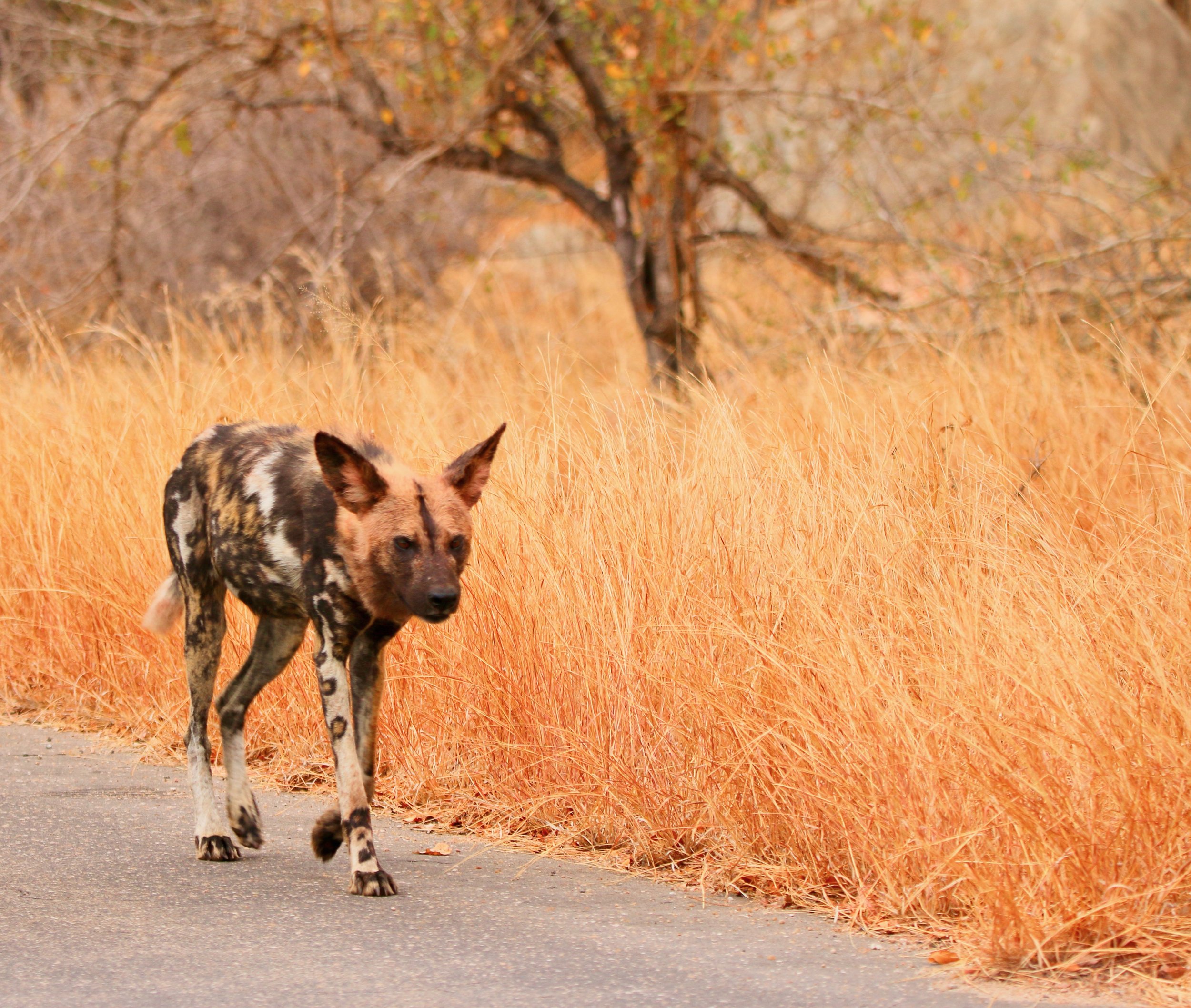 African wild dog, South Africa