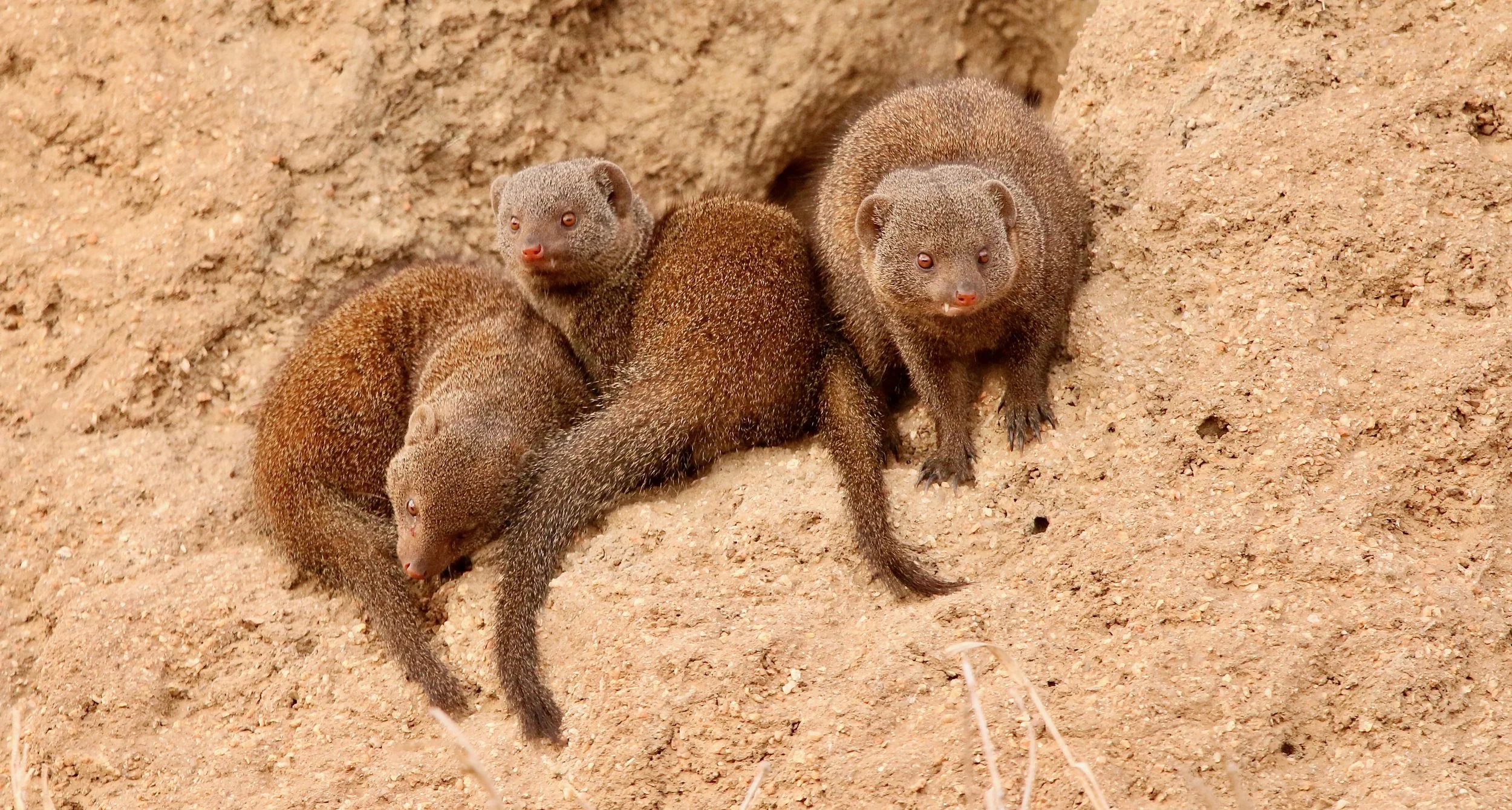 Mongoose (dwarf, I think), South Africa