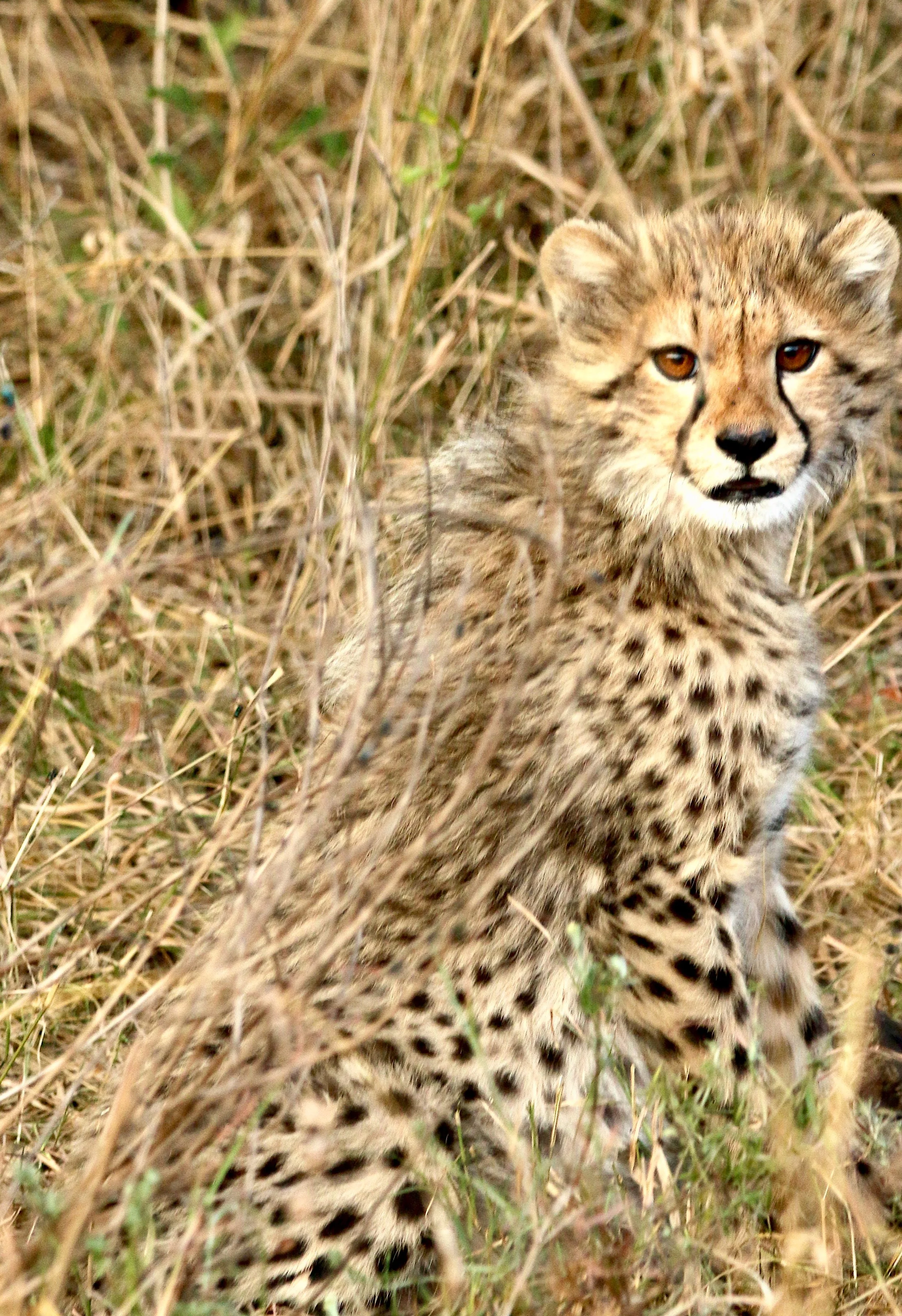 Cheetah, South Africa