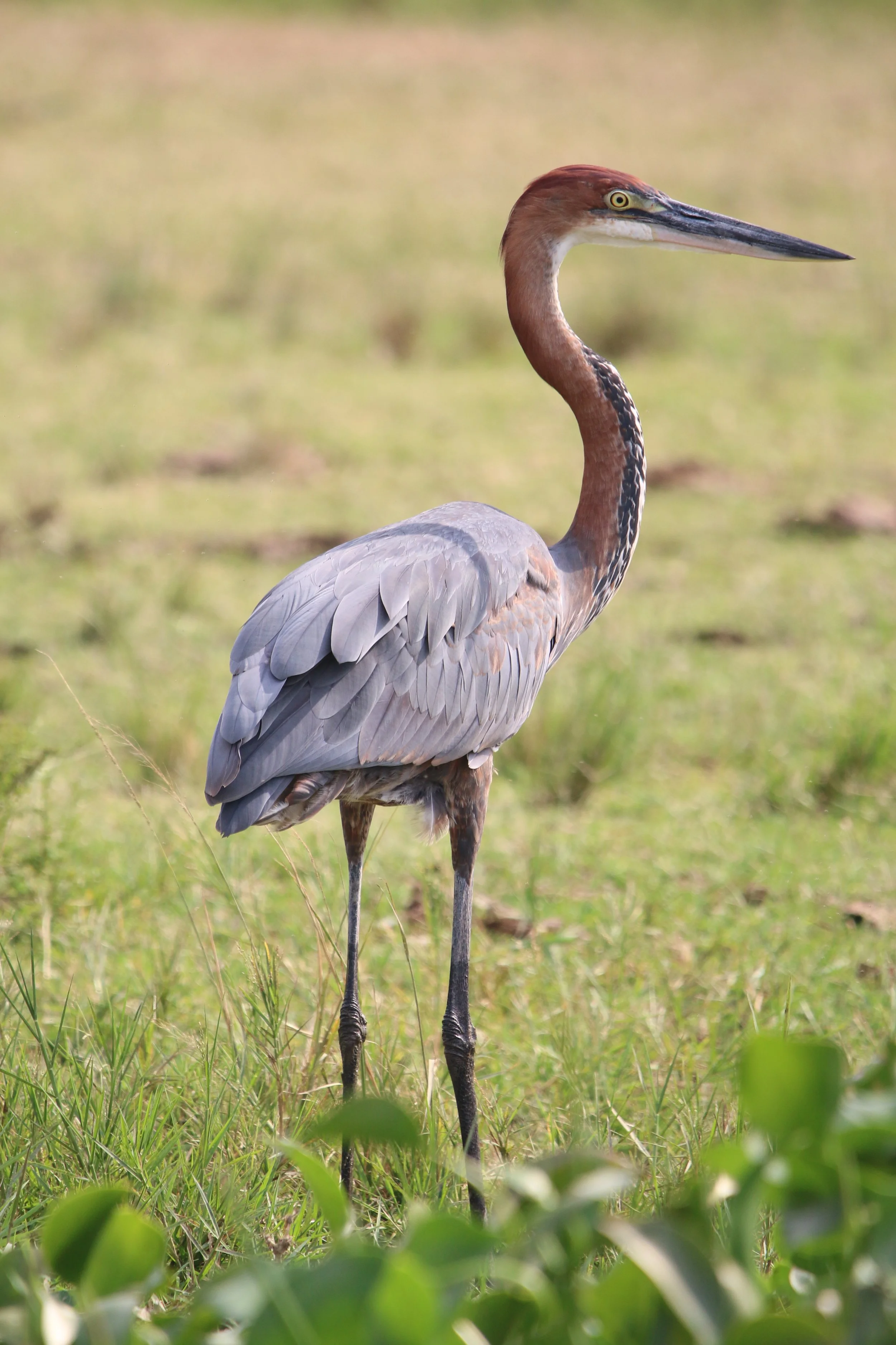 Goliath heron, Uganda