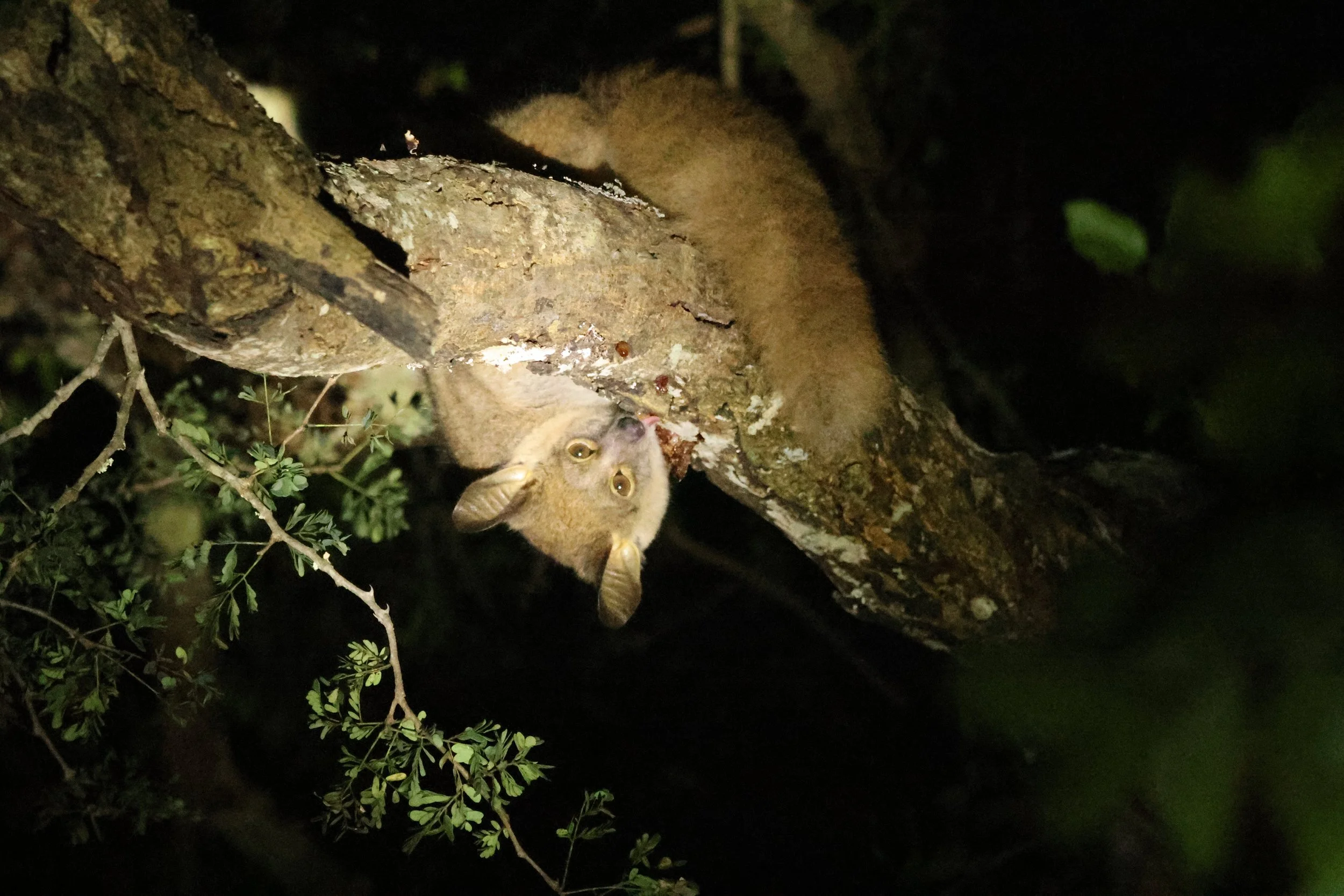 Galago