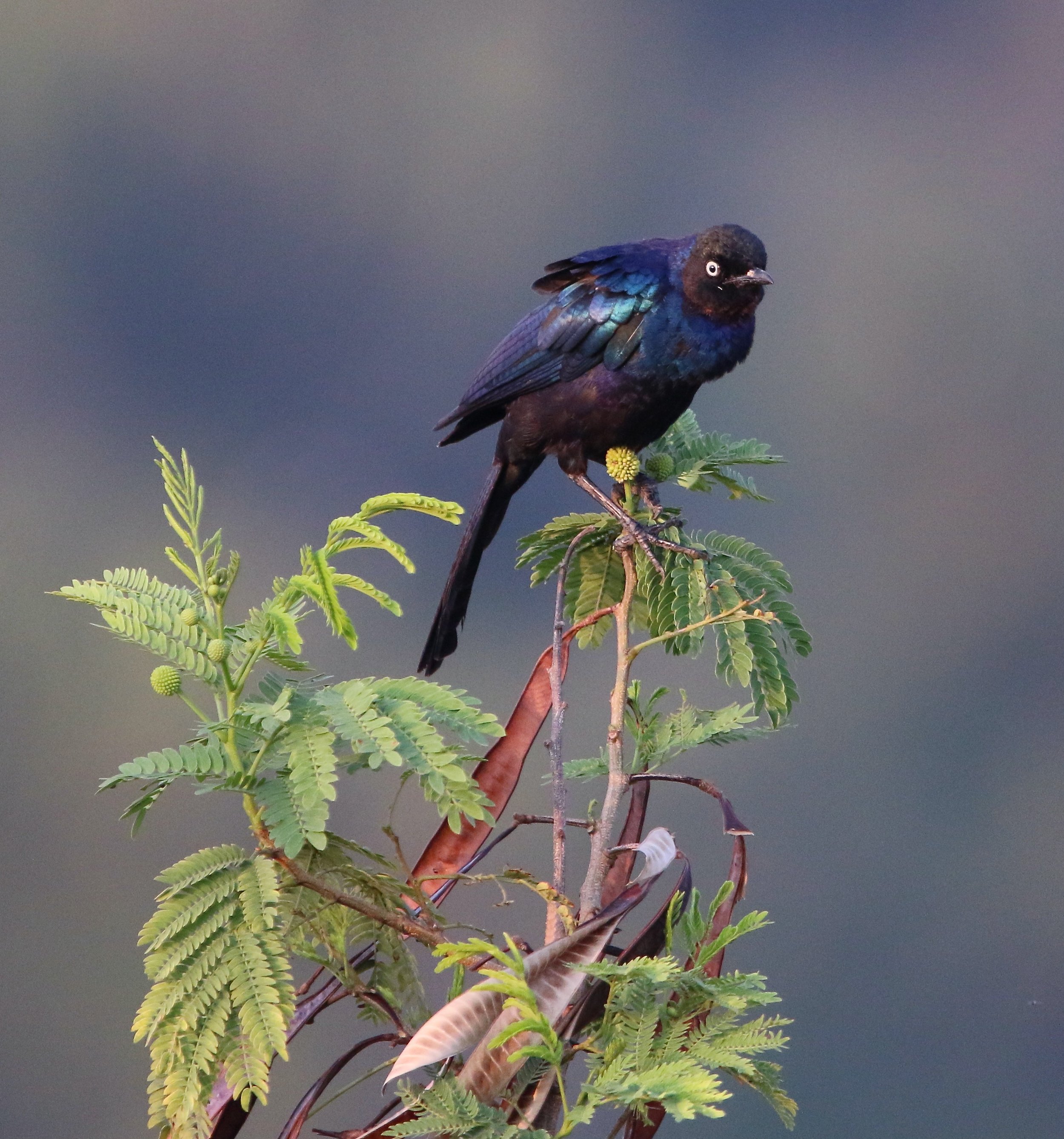 Ruppell's long-tailed starling (?), Uganda/Kenya