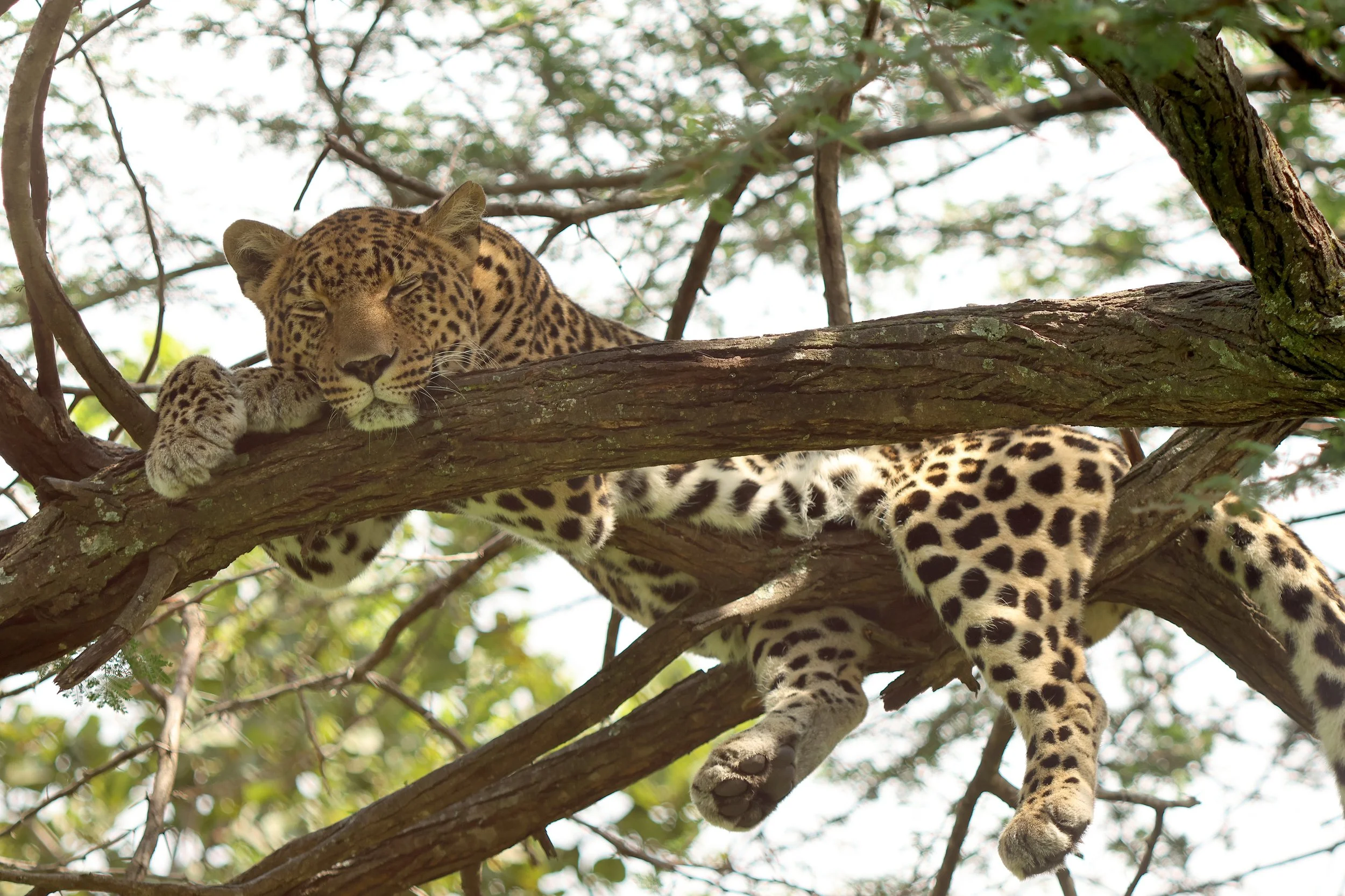 Leopard