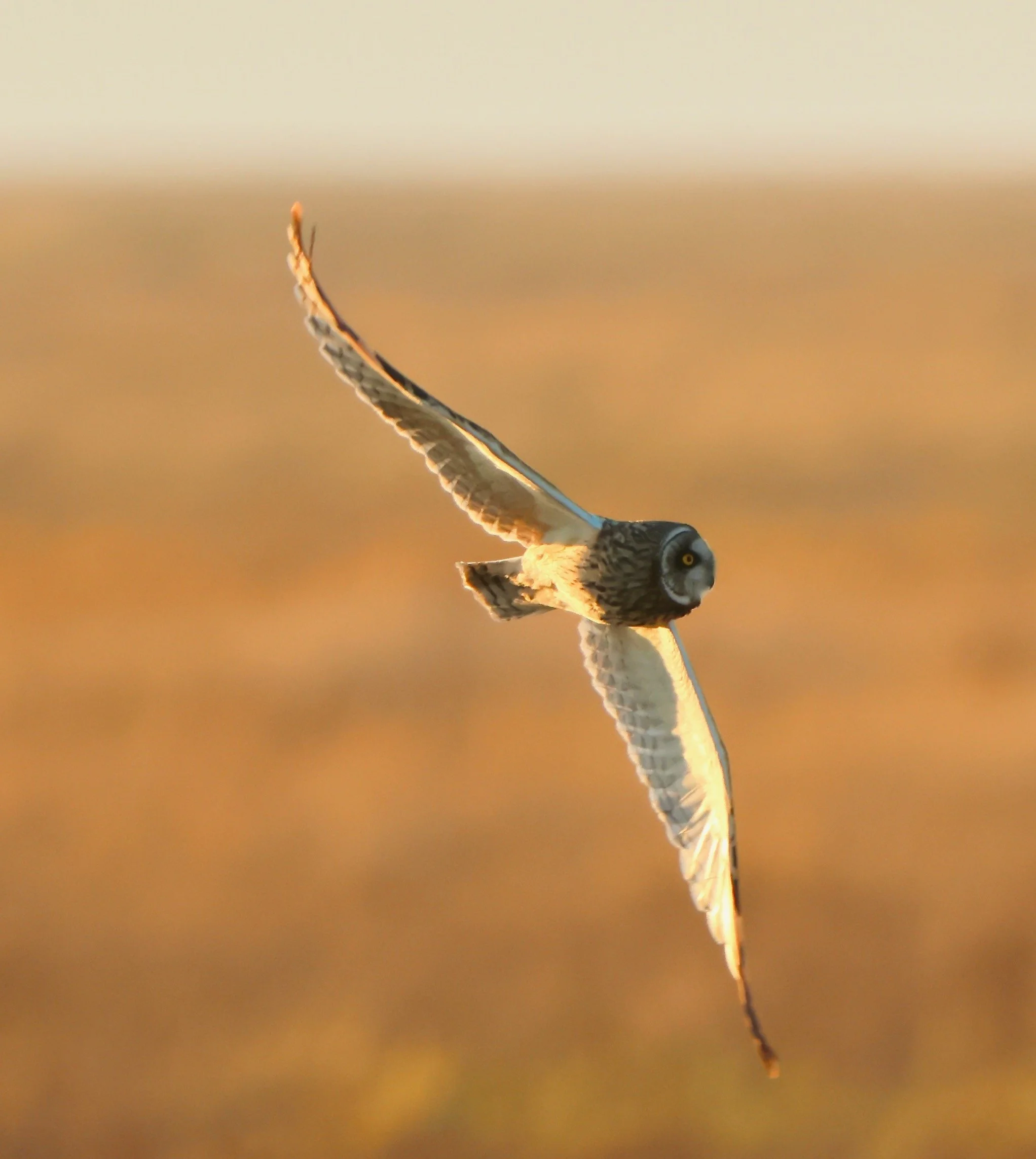 Short-eared owl, Dee estuary
