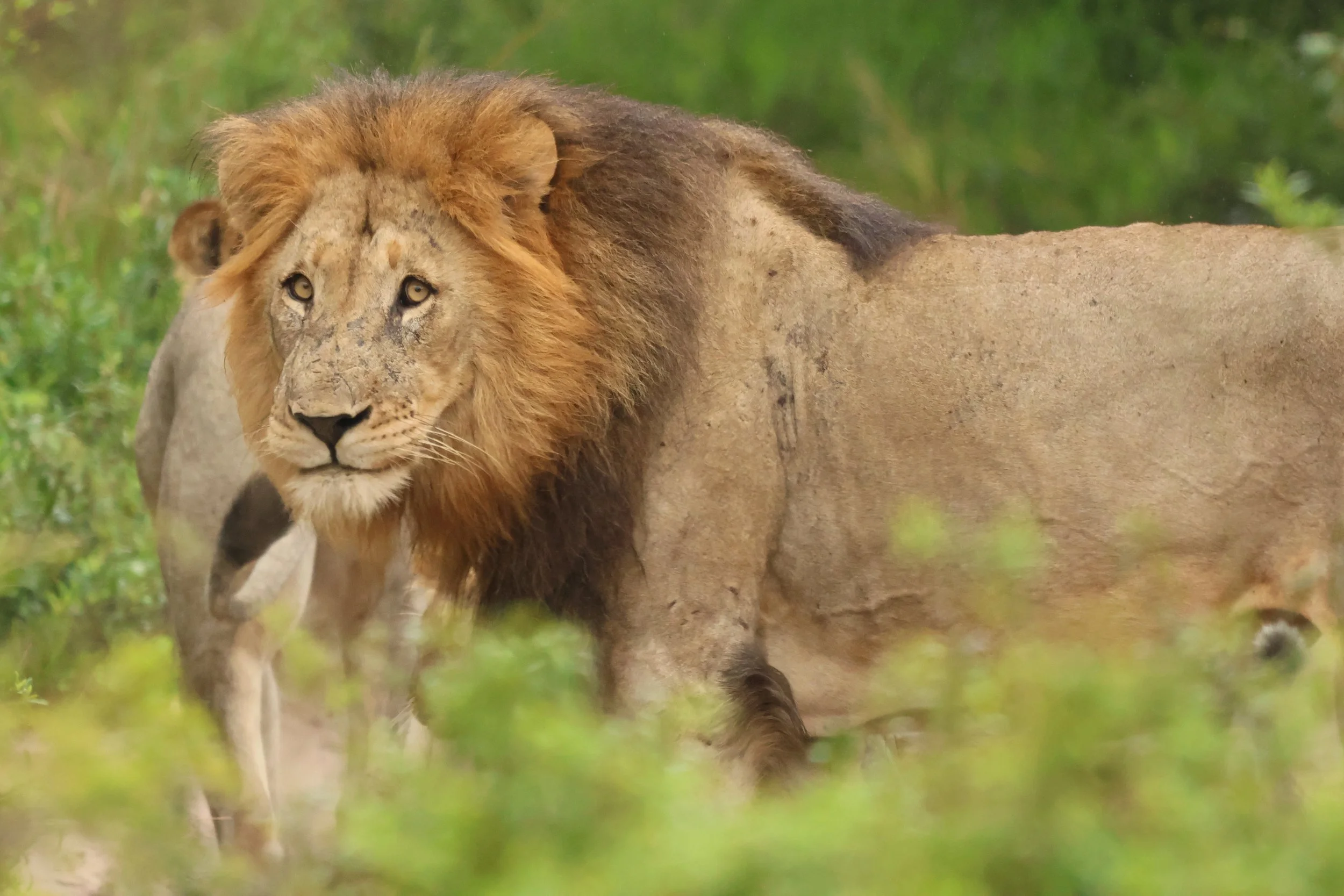 Lion TEP 1.JPG