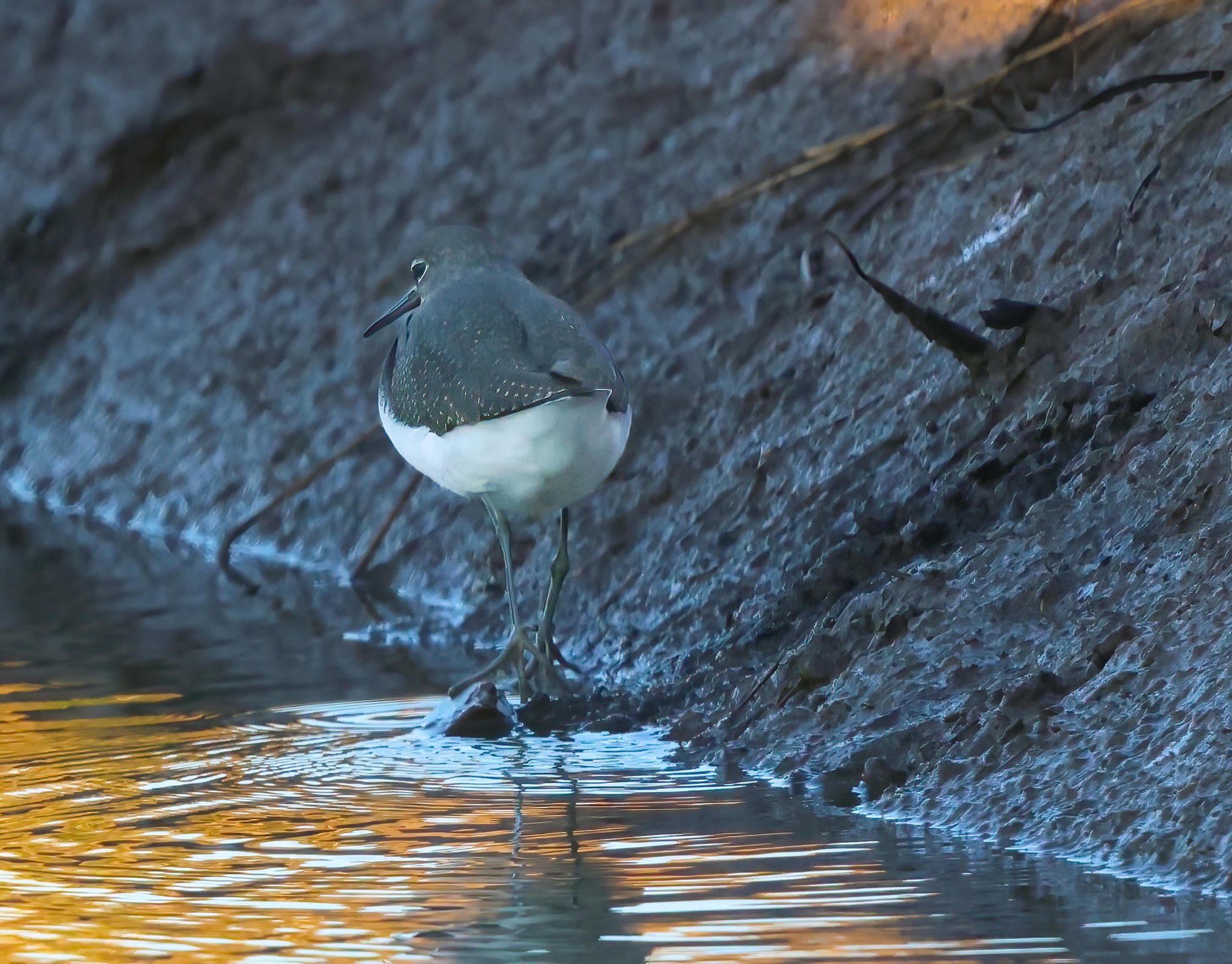 Green sandpiper (with thanks to RB for cleaning a difficult image)