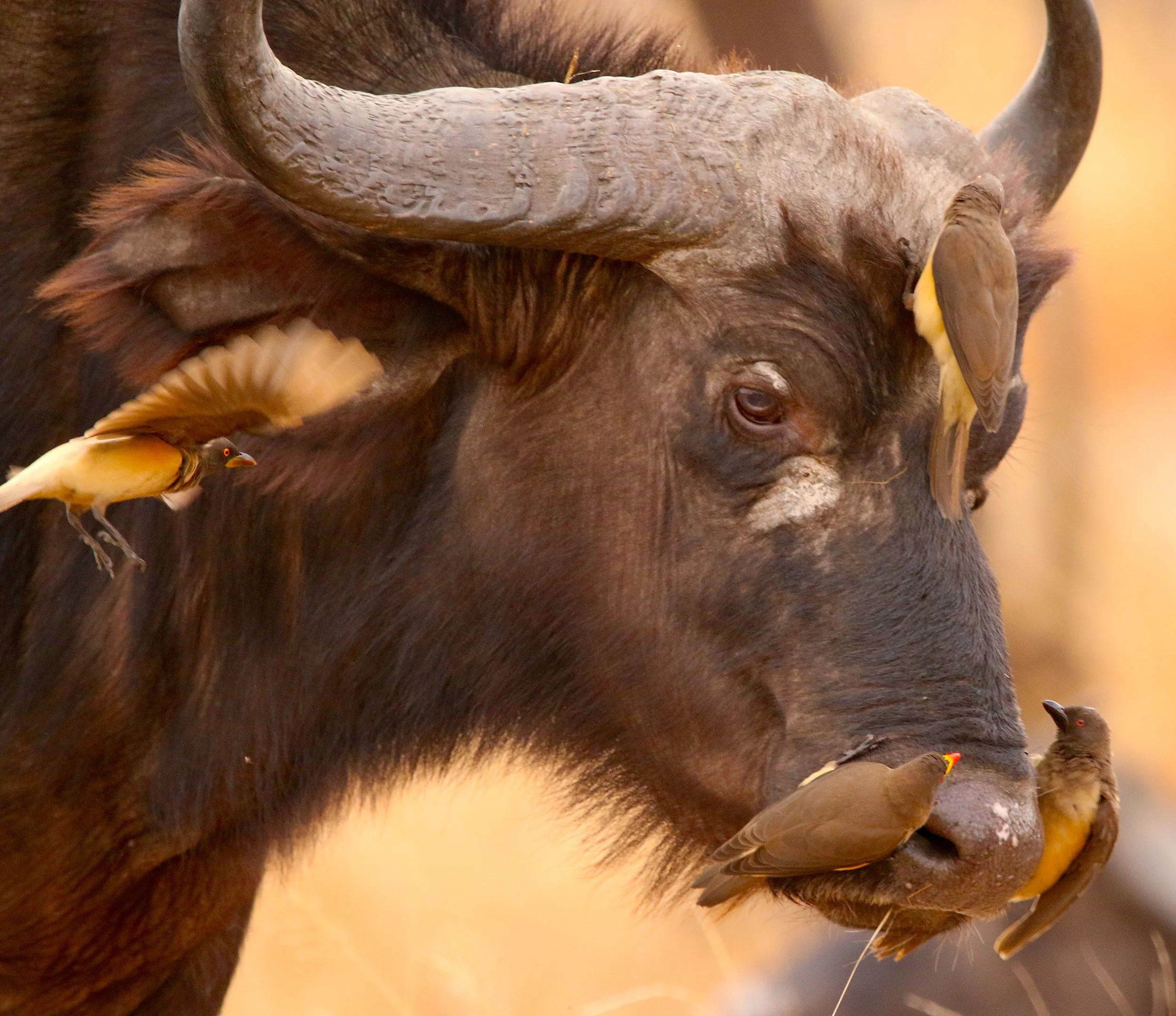 African (Cape) buffalo with yellow-billed oxpeckers, South Africa