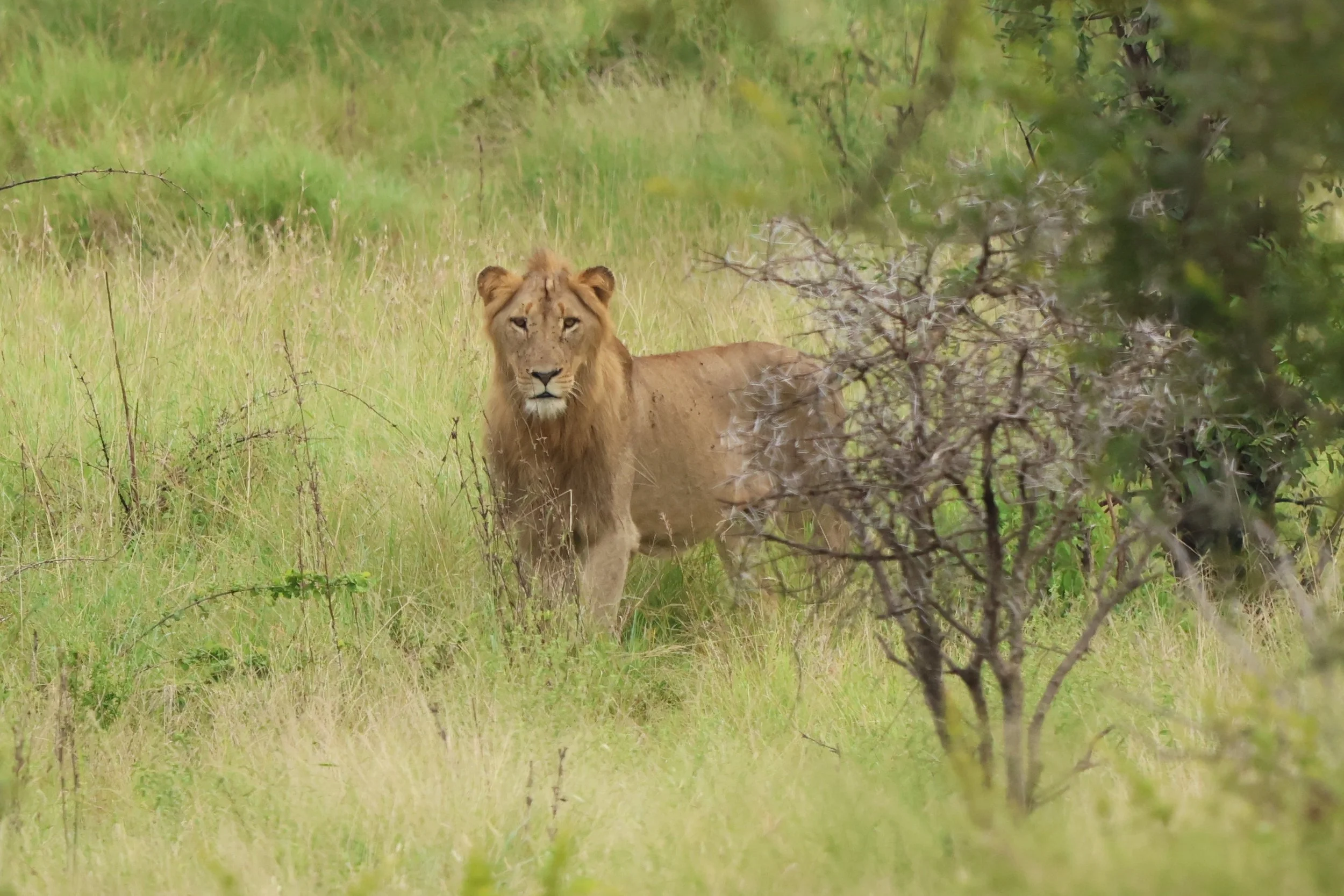 Lion KNP 2.JPG