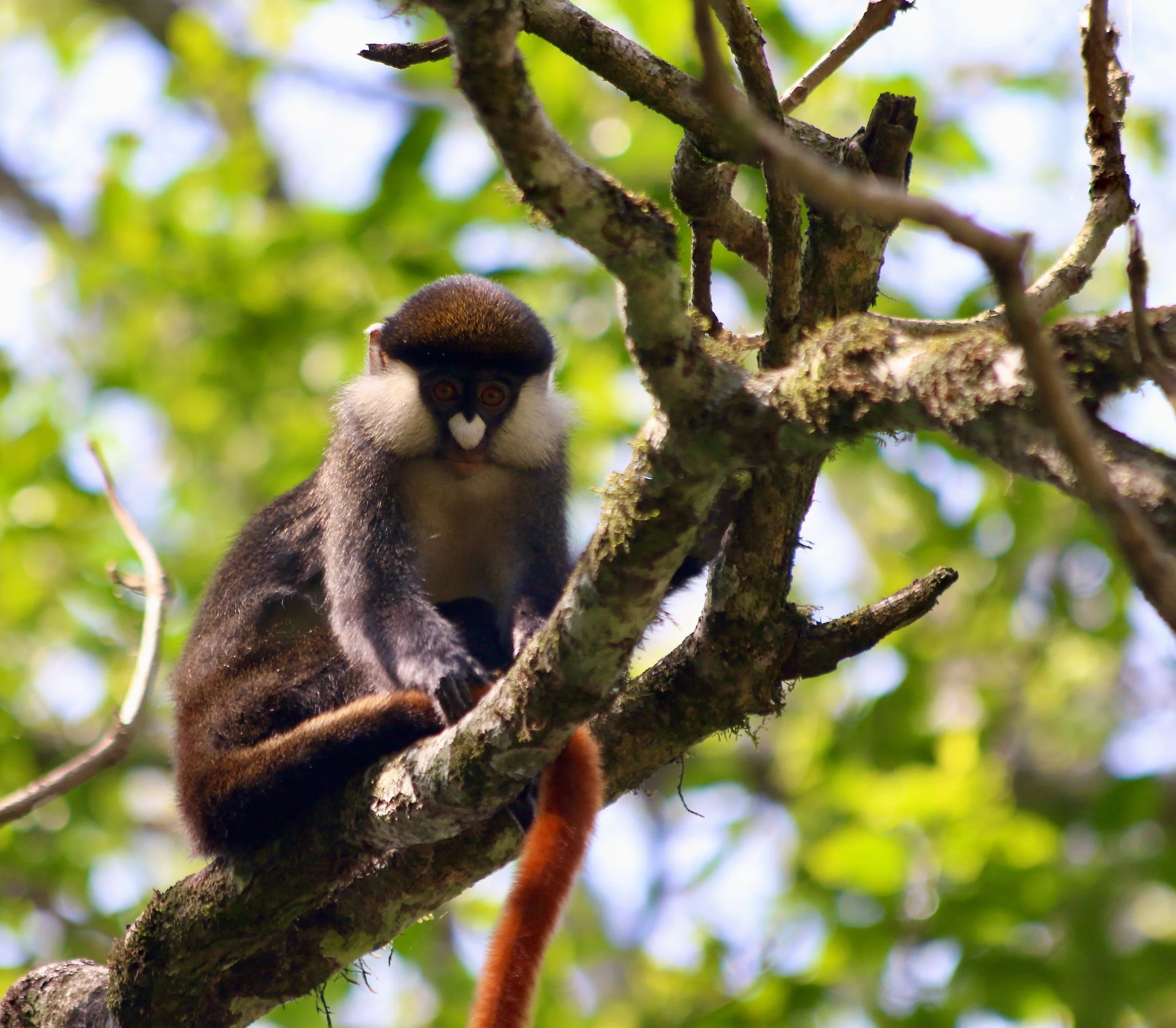 Red-tailed monkey