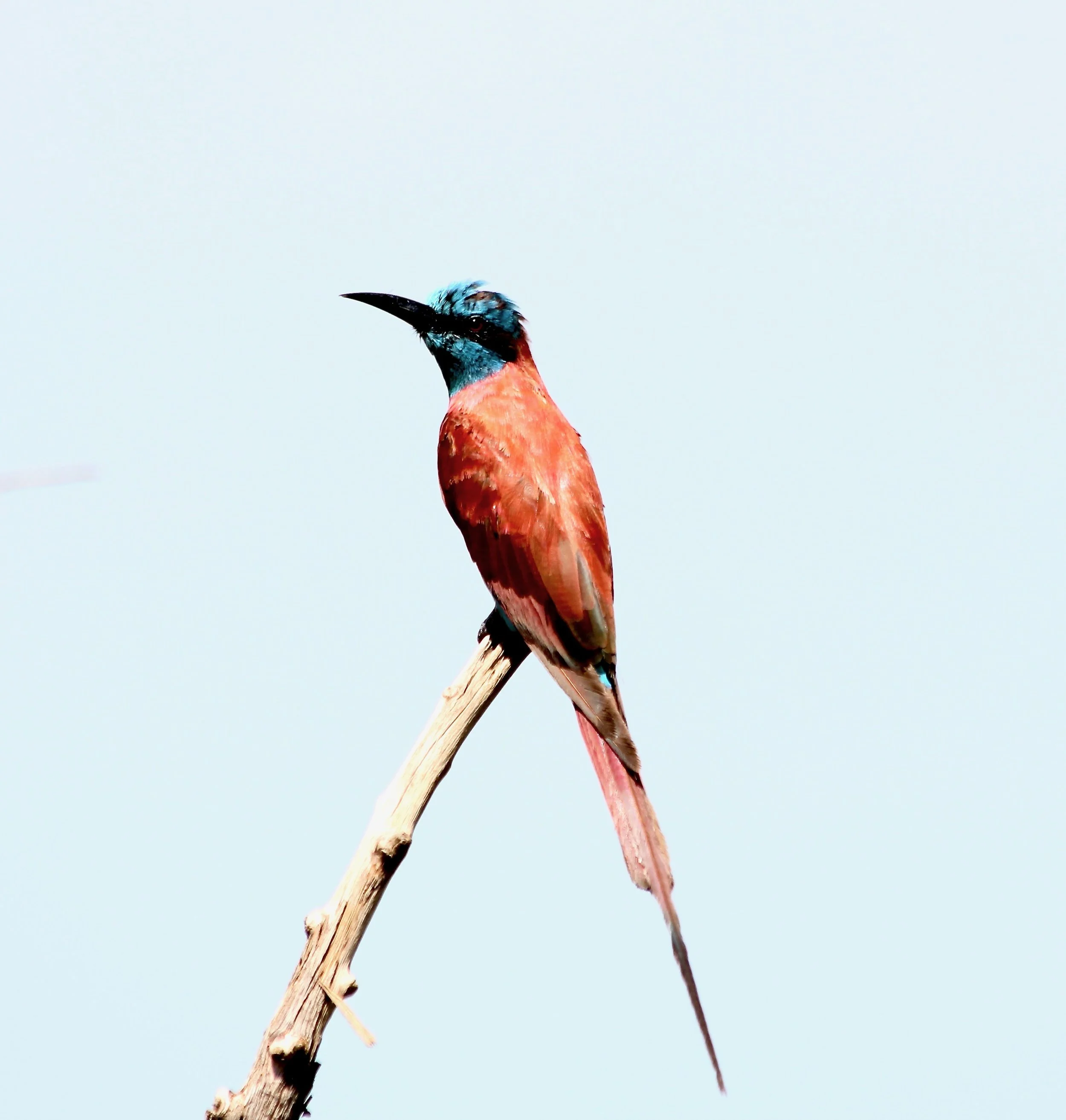 Northern carmine bee-eater, Uganda