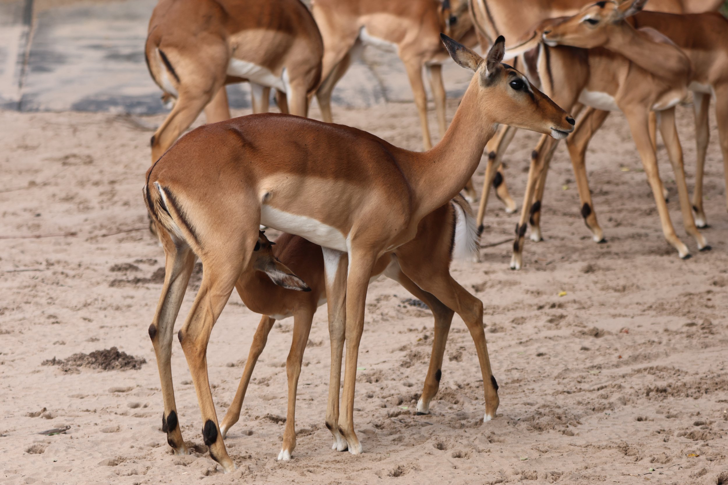 Impala 1.JPG