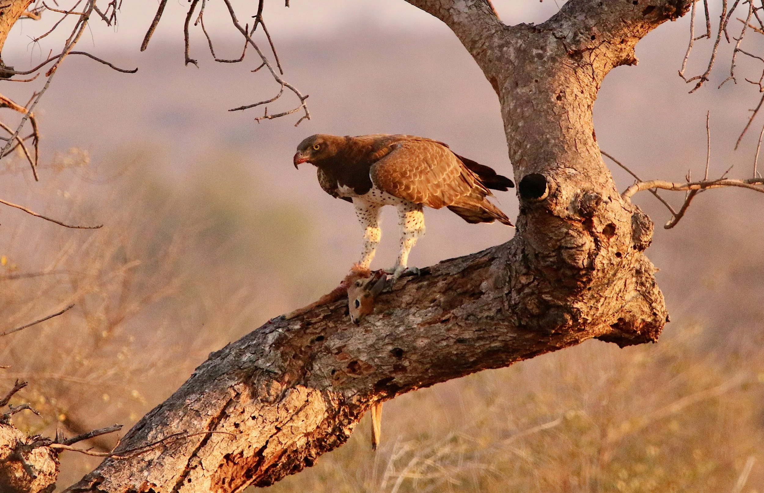 Martial eagle feeding, South Africa