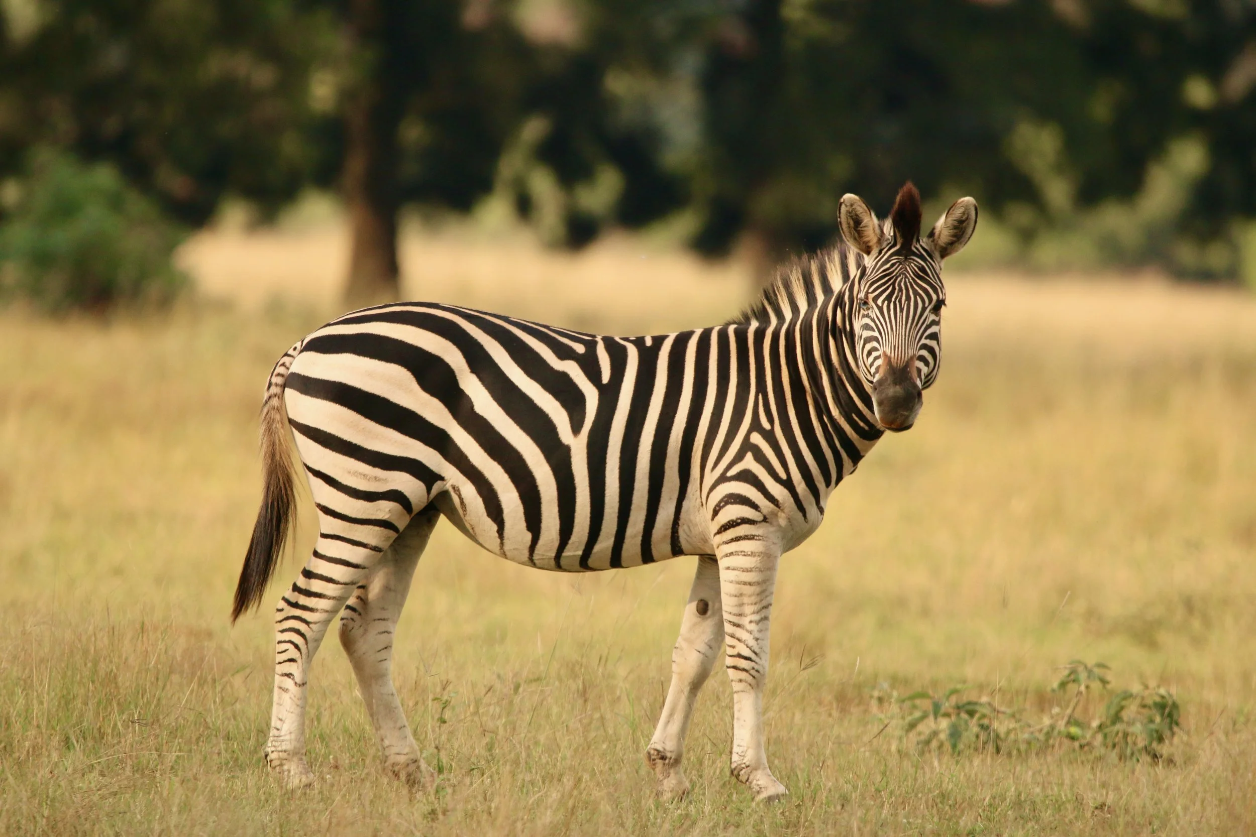 Zebra, South Africa