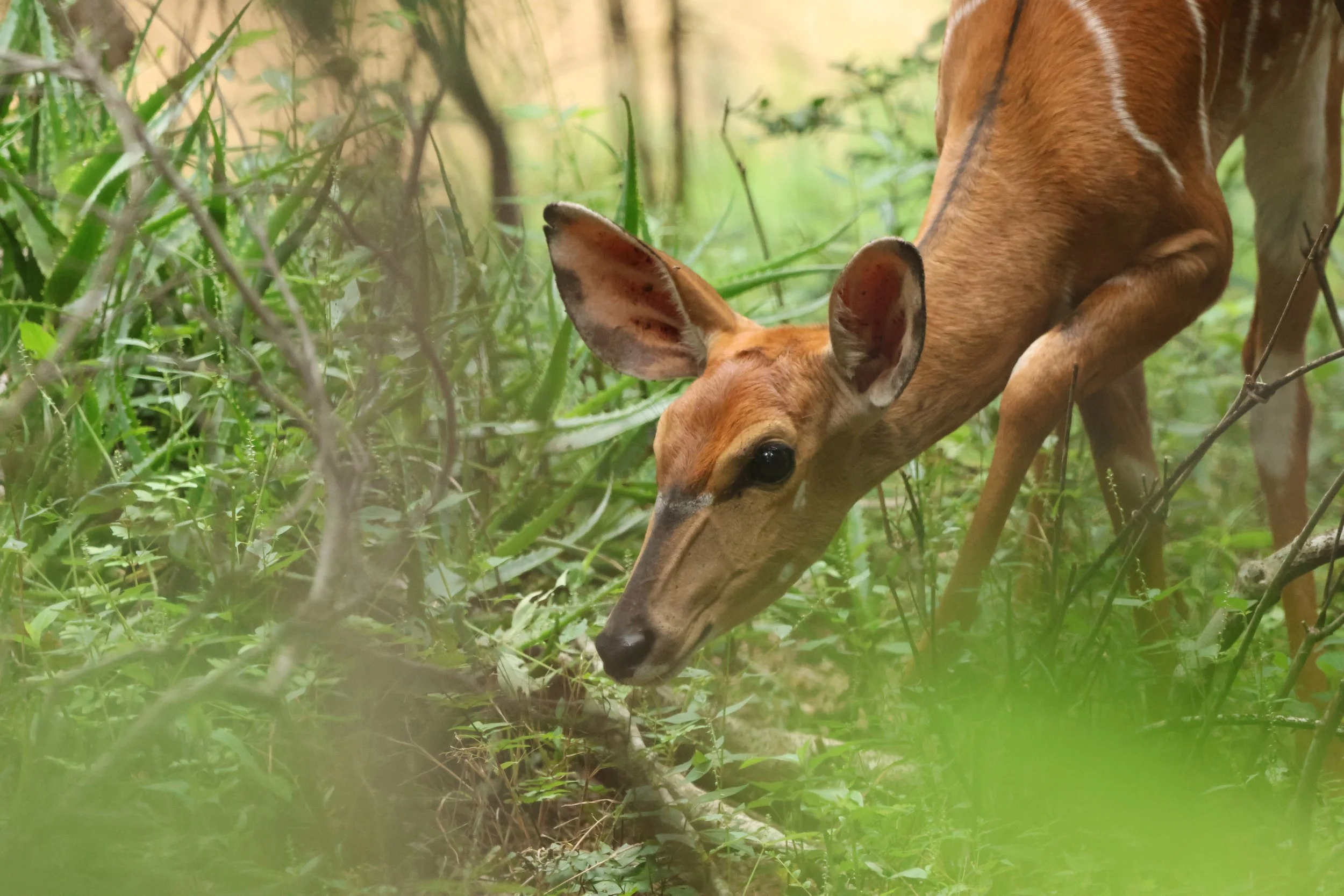 Nyala 1.JPG