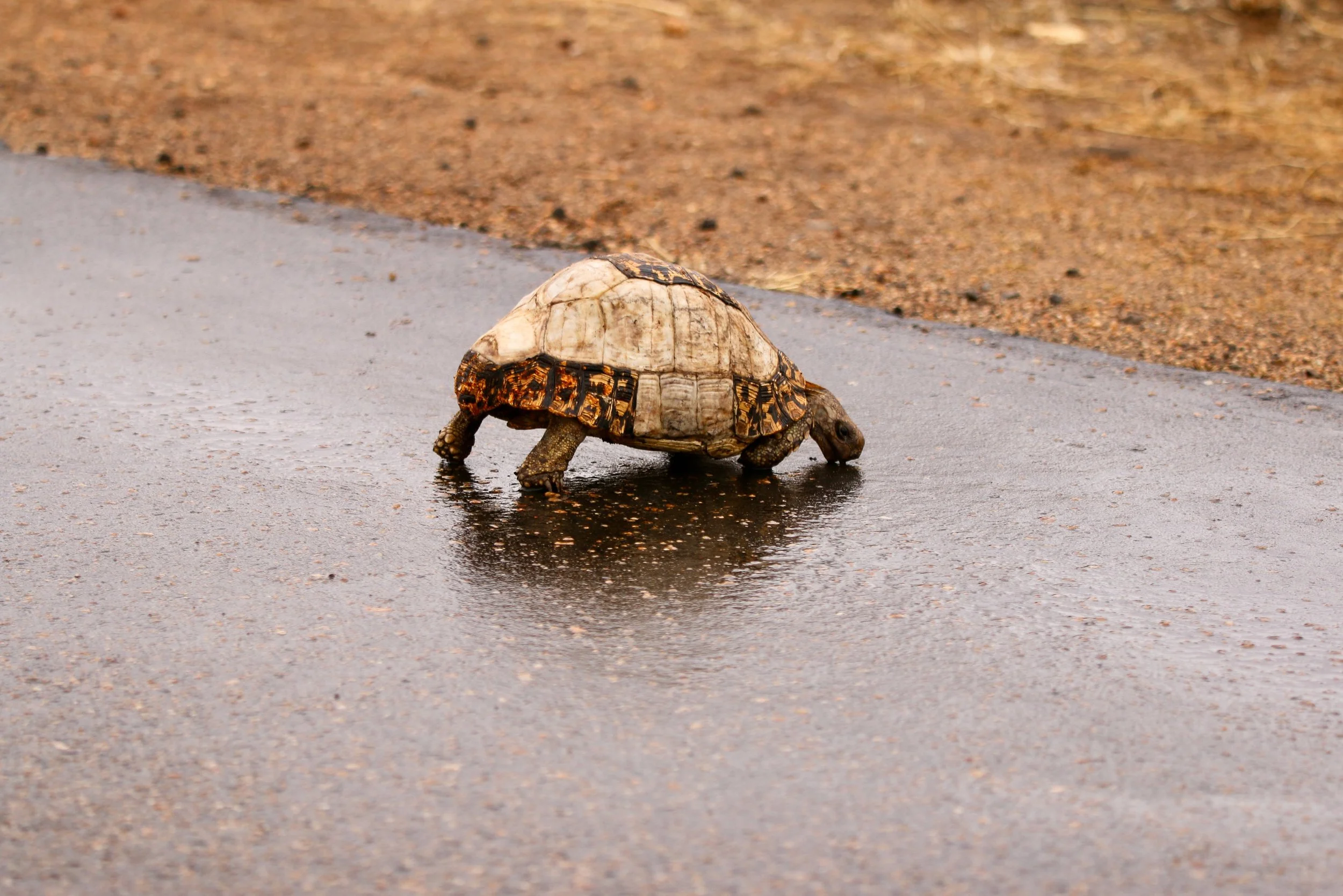 Leopard tortoise, South Africa