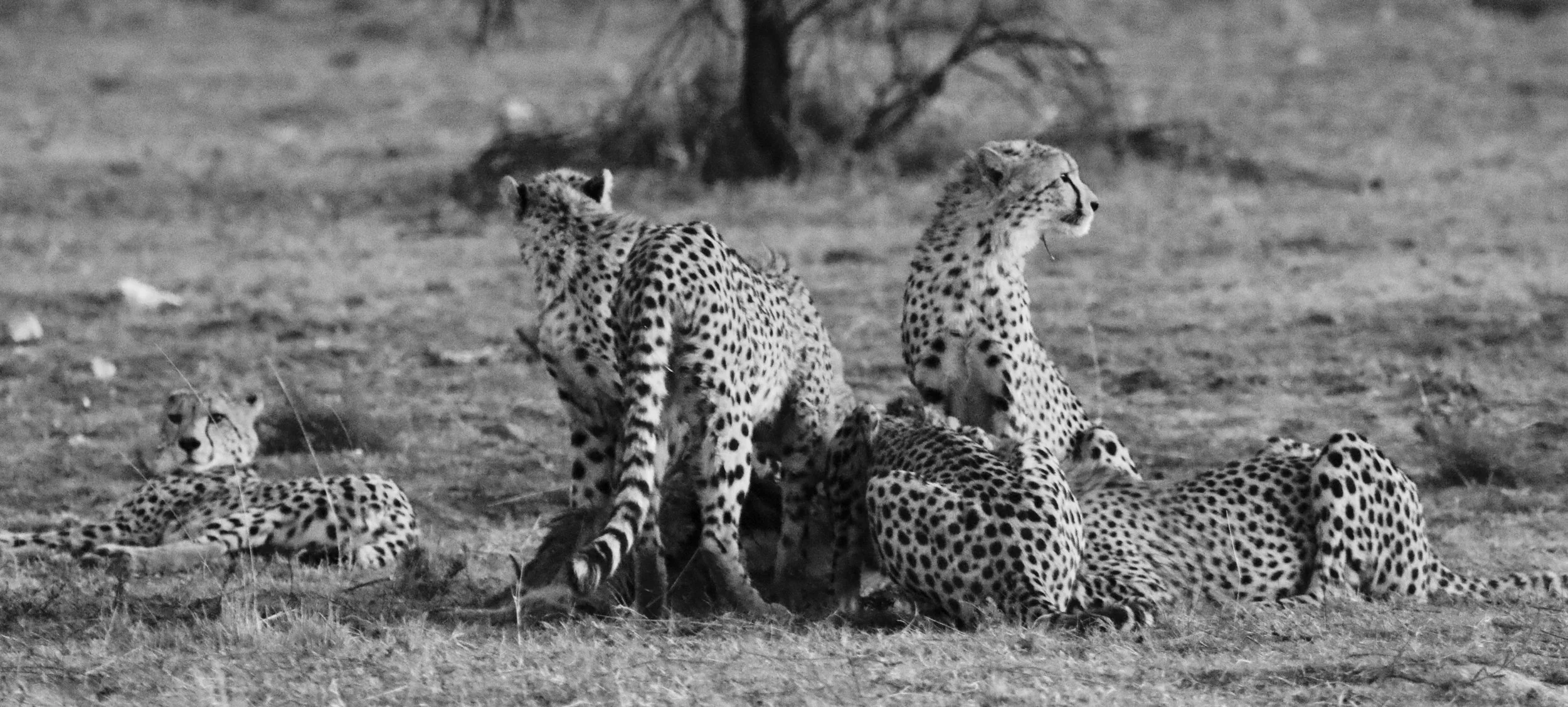 Cheetah, South Africa. Feeding on warthog