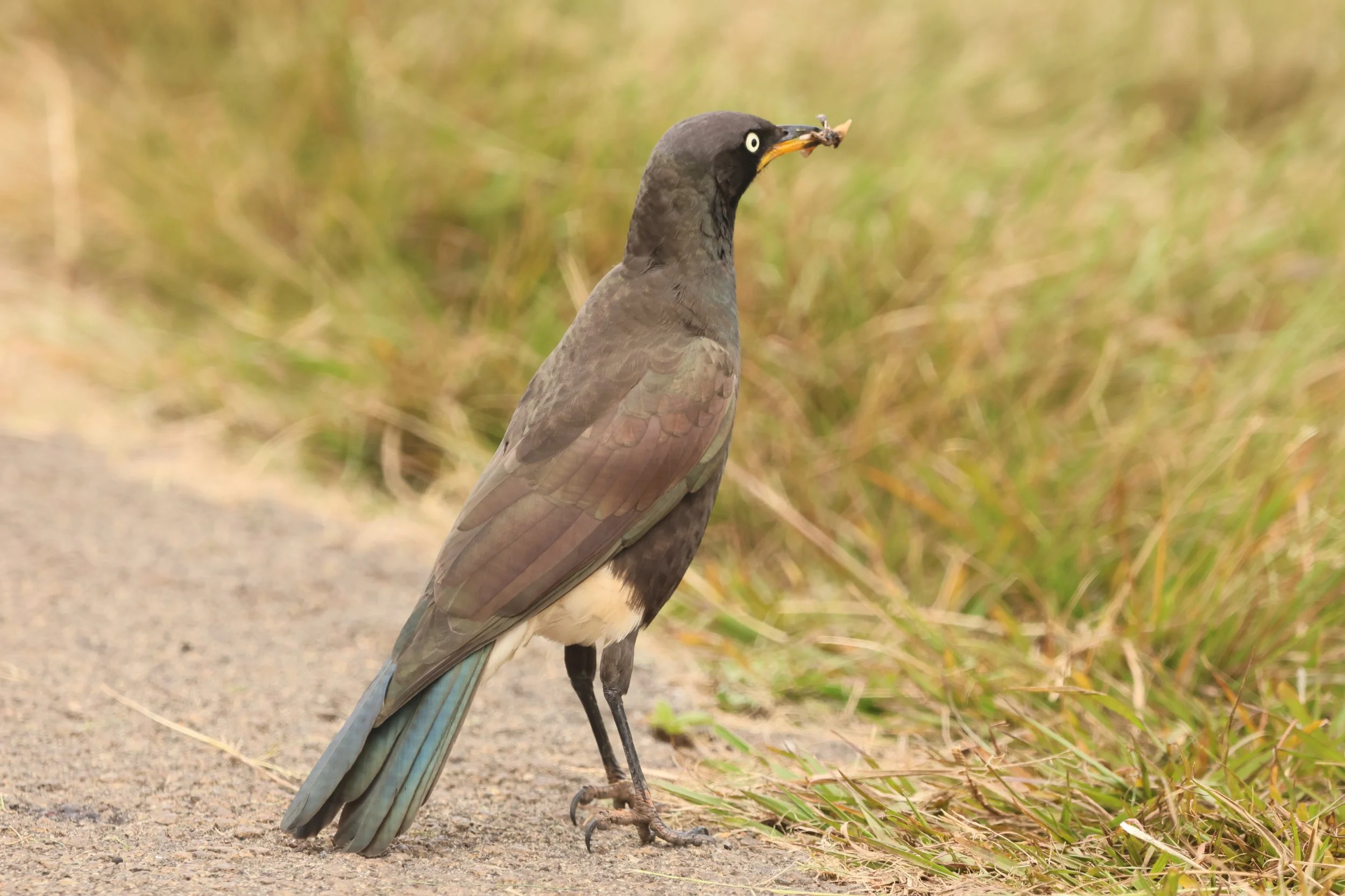 Starling African pied RV 2.JPG