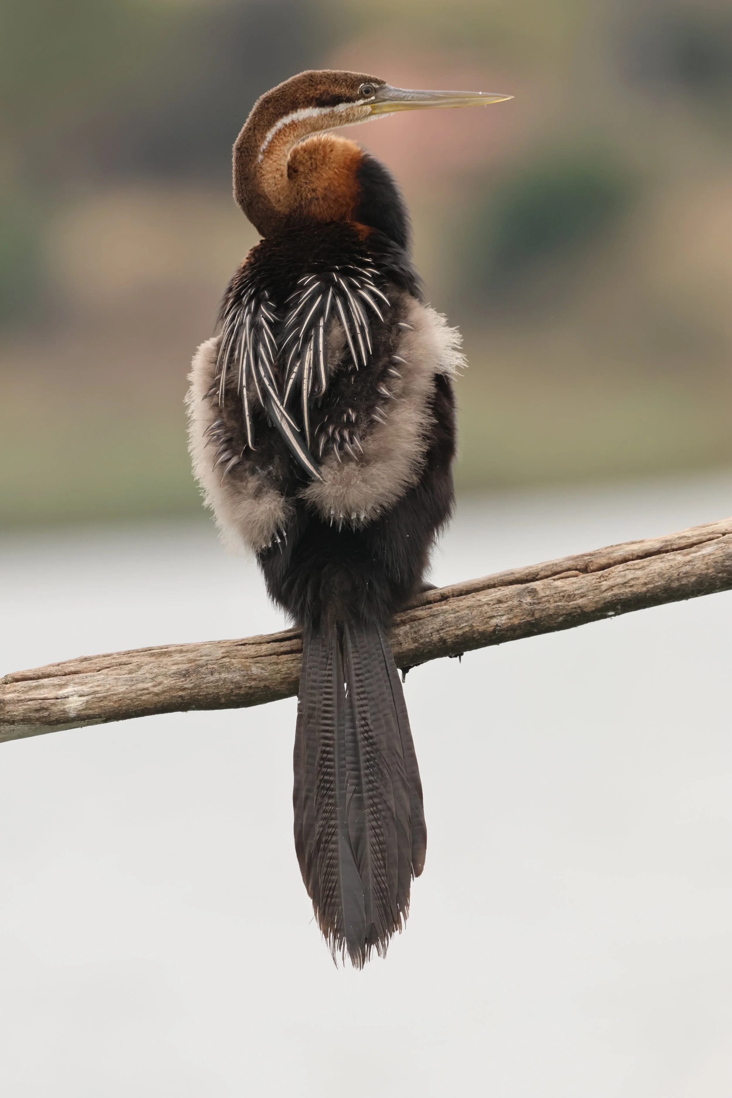 African darter