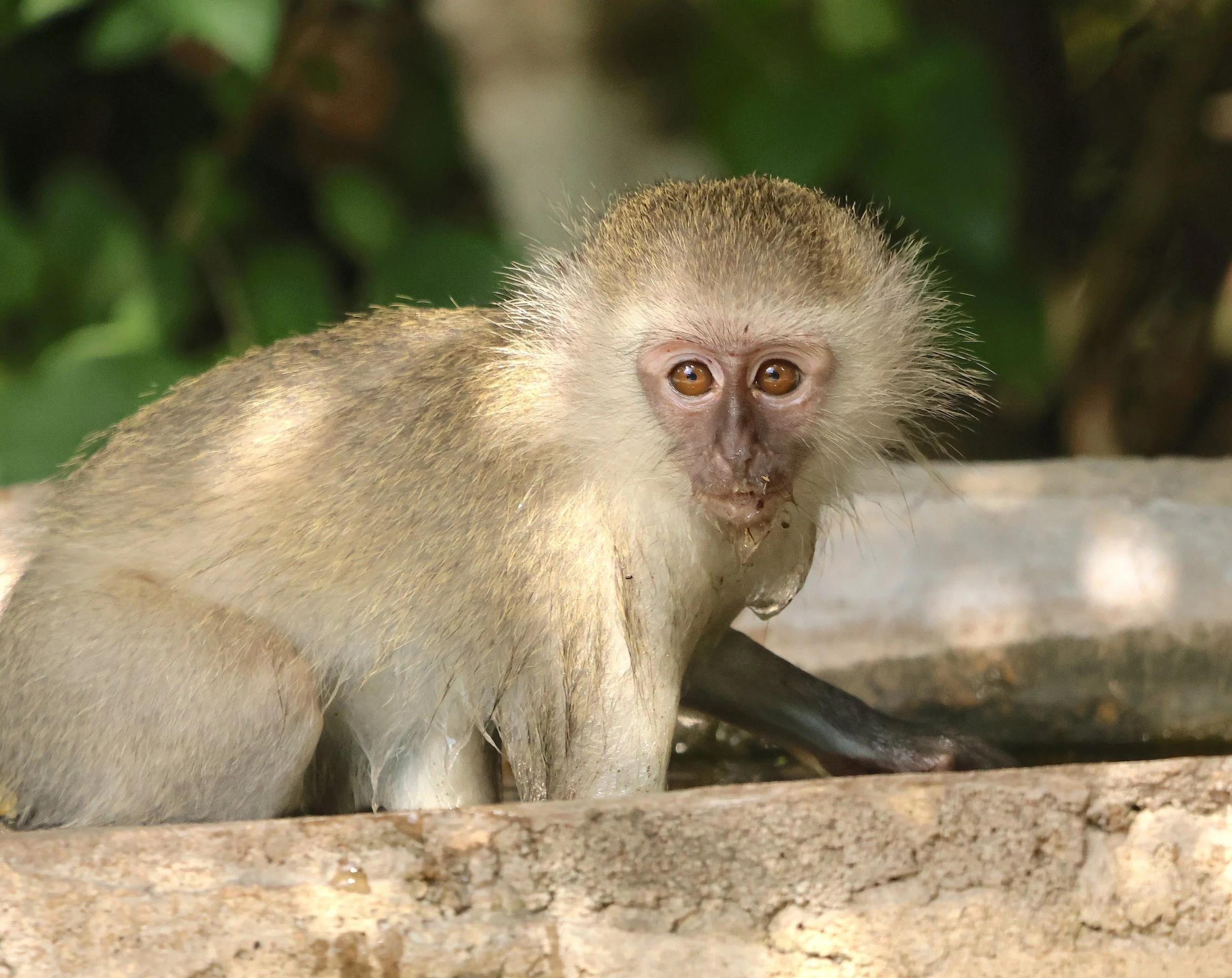 Vervet monkey 4.JPG