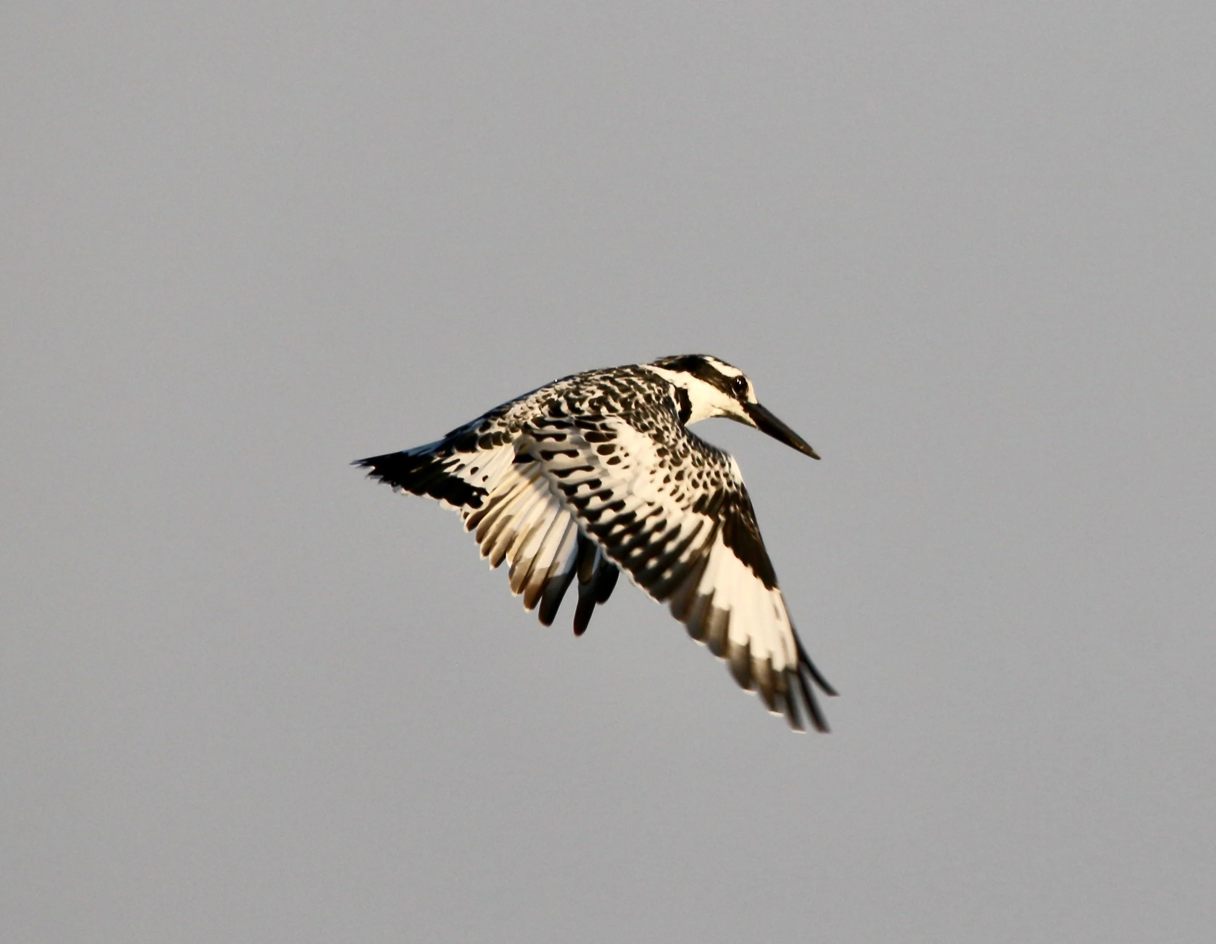 Pied kingfisher, South Africa