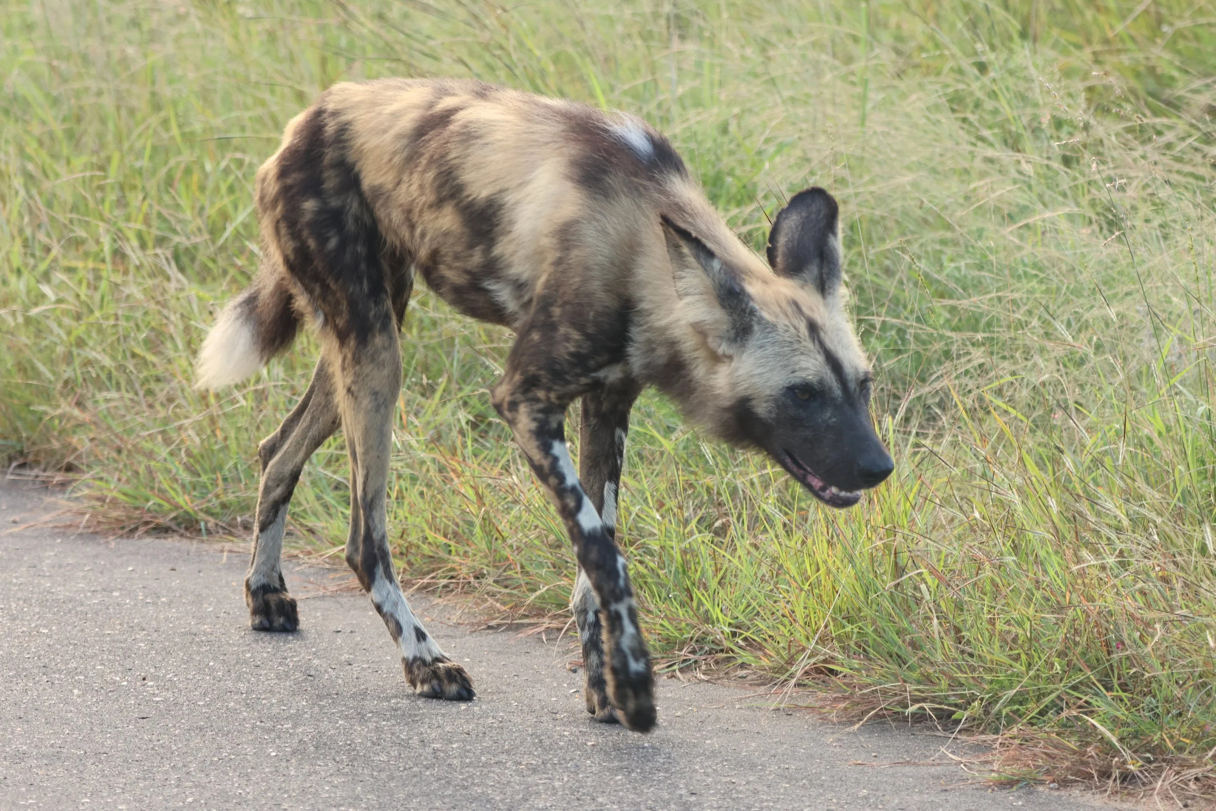 Wild dog KNP 3.JPG