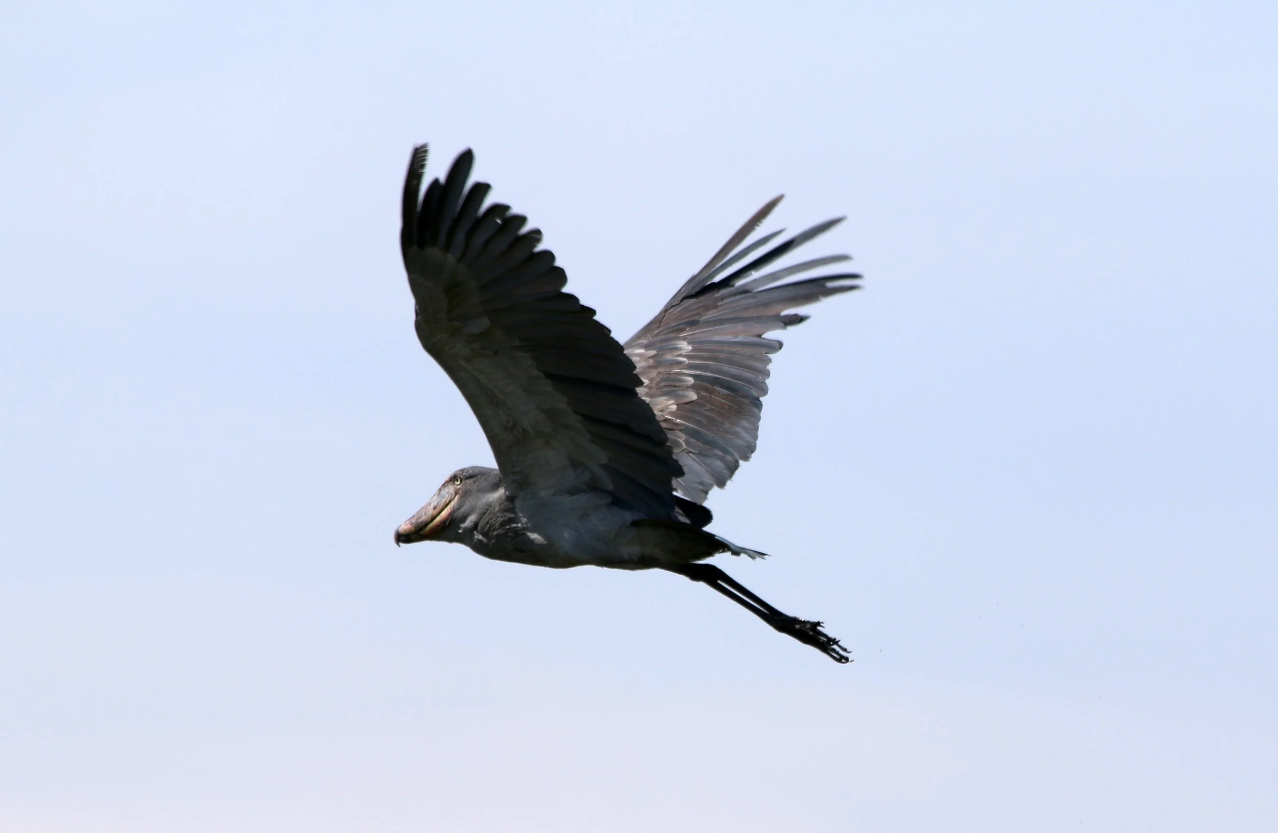 Shoebill, Uganda