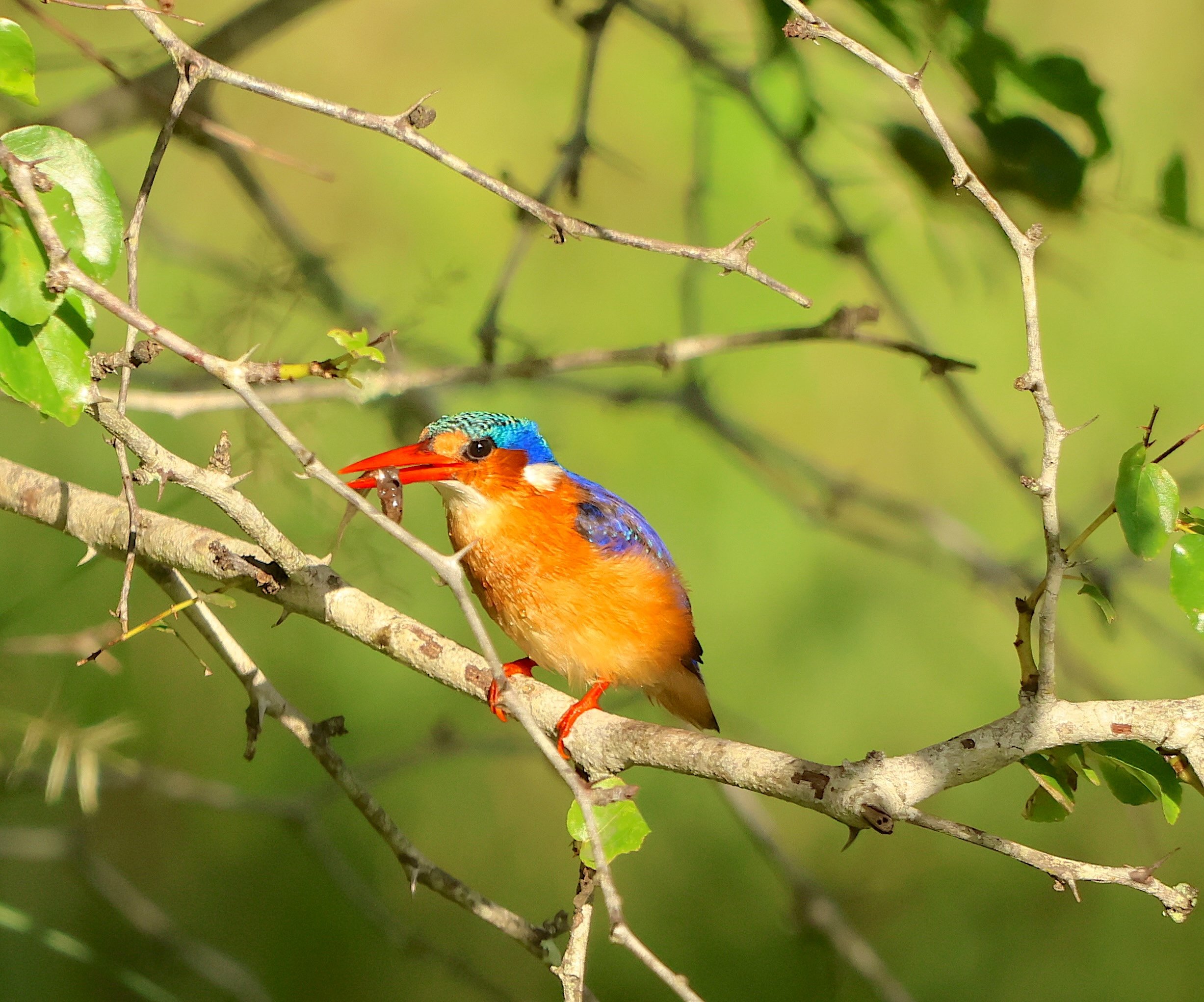 Kingfisher, Malachite 2.JPG
