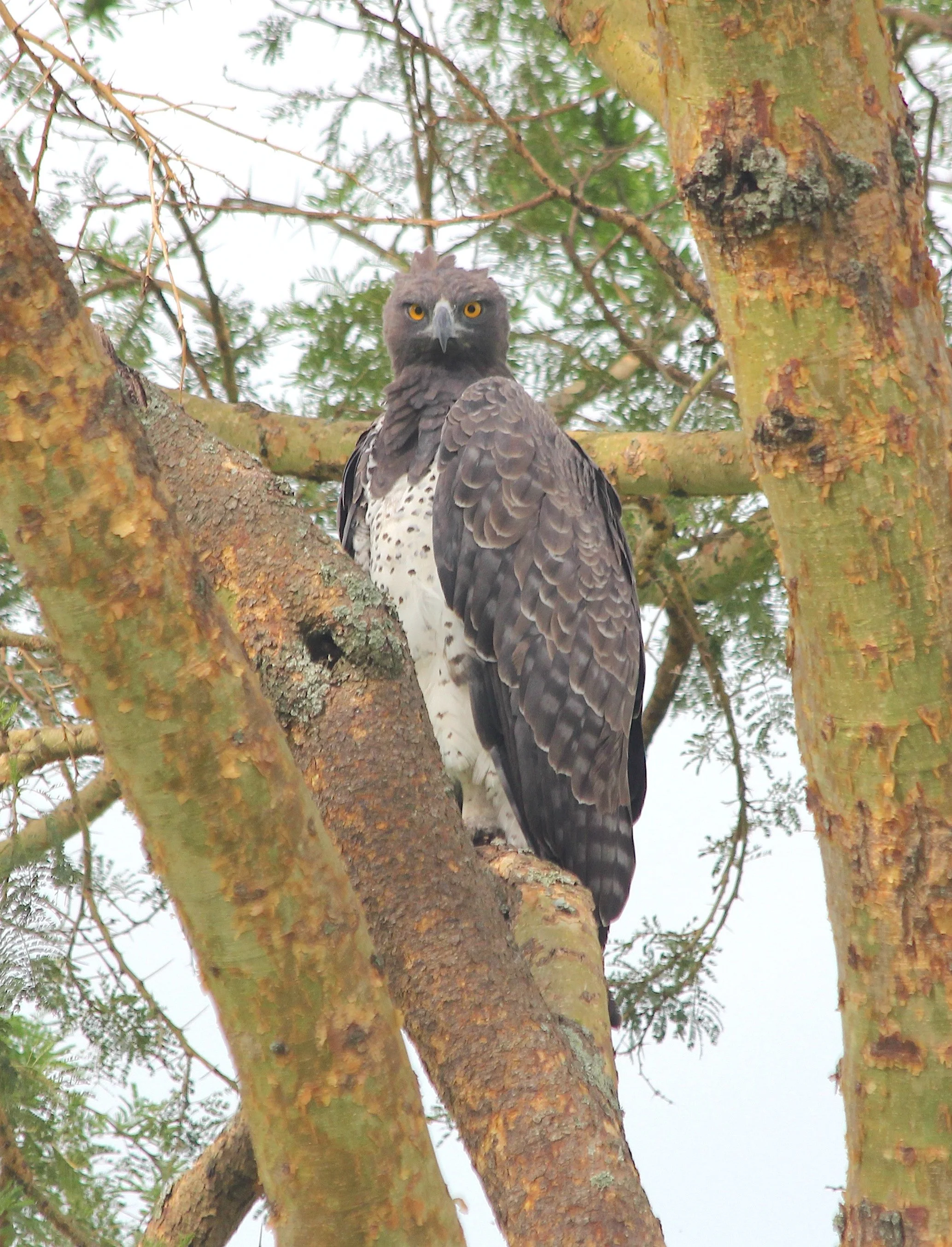 Martial eagle