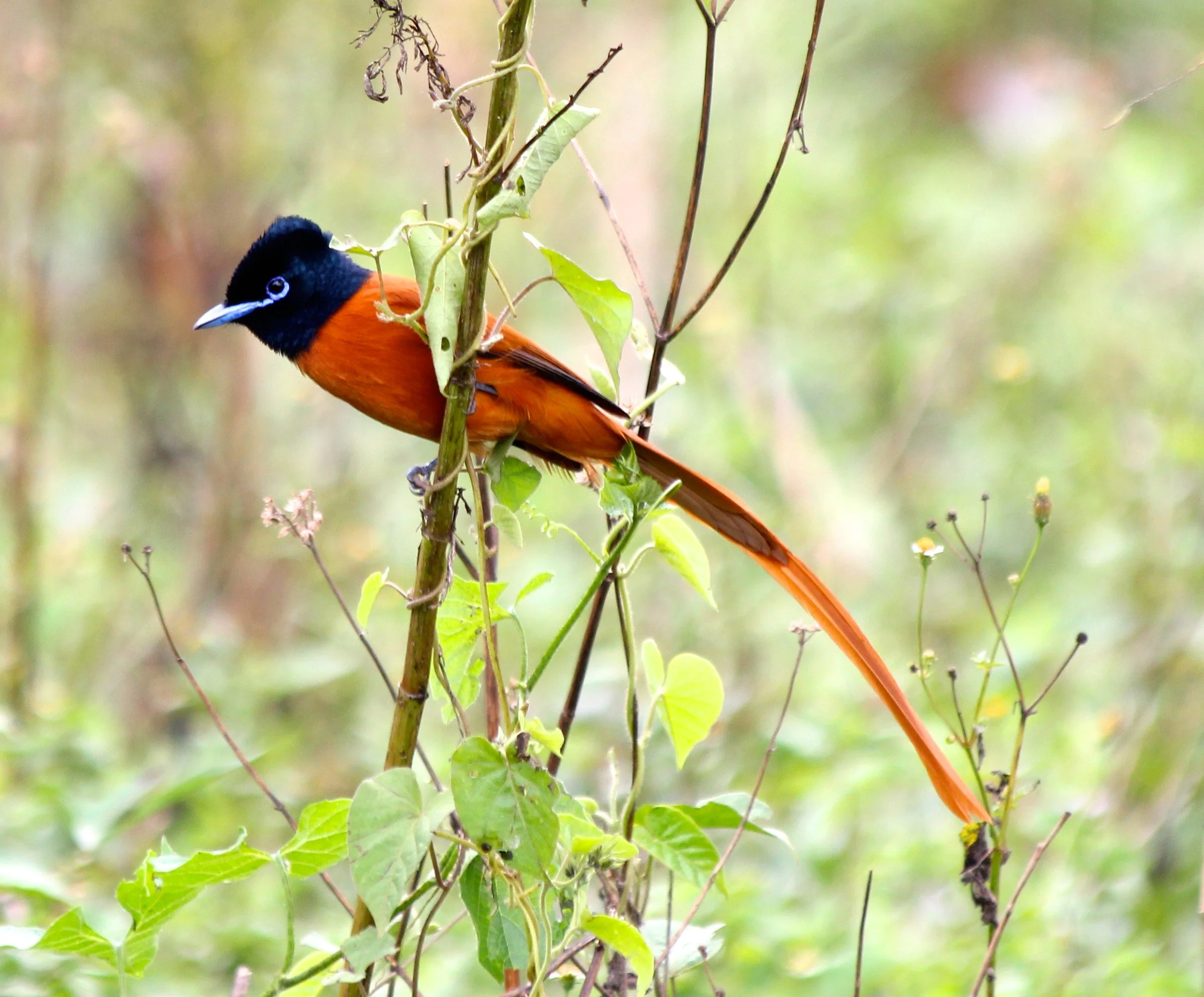 Red-bellied paradise flycatcher, Uganda