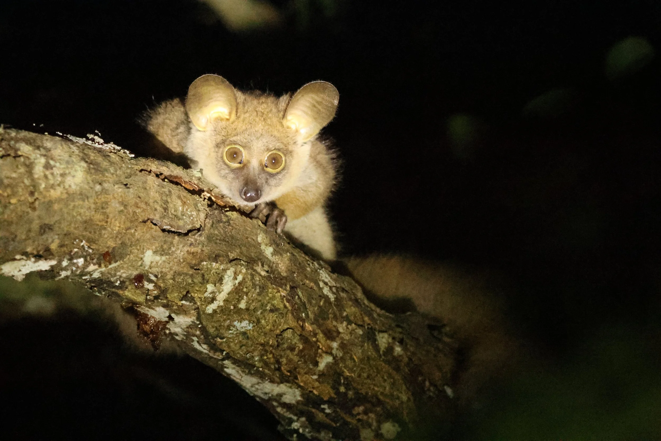 Galago
