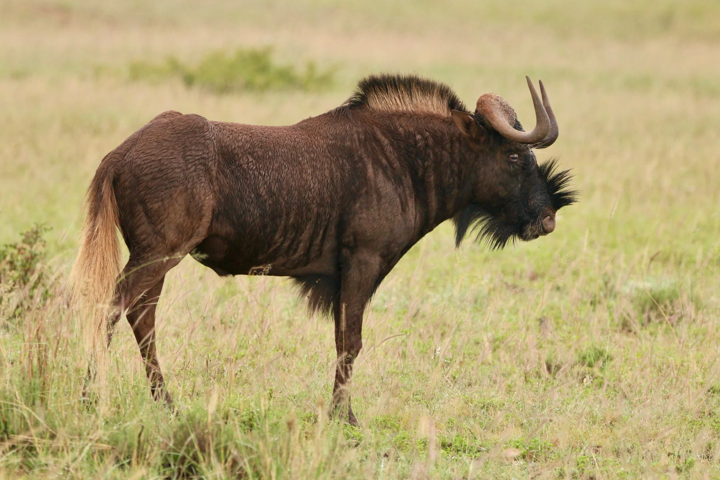 Black wildebeest, South Africa