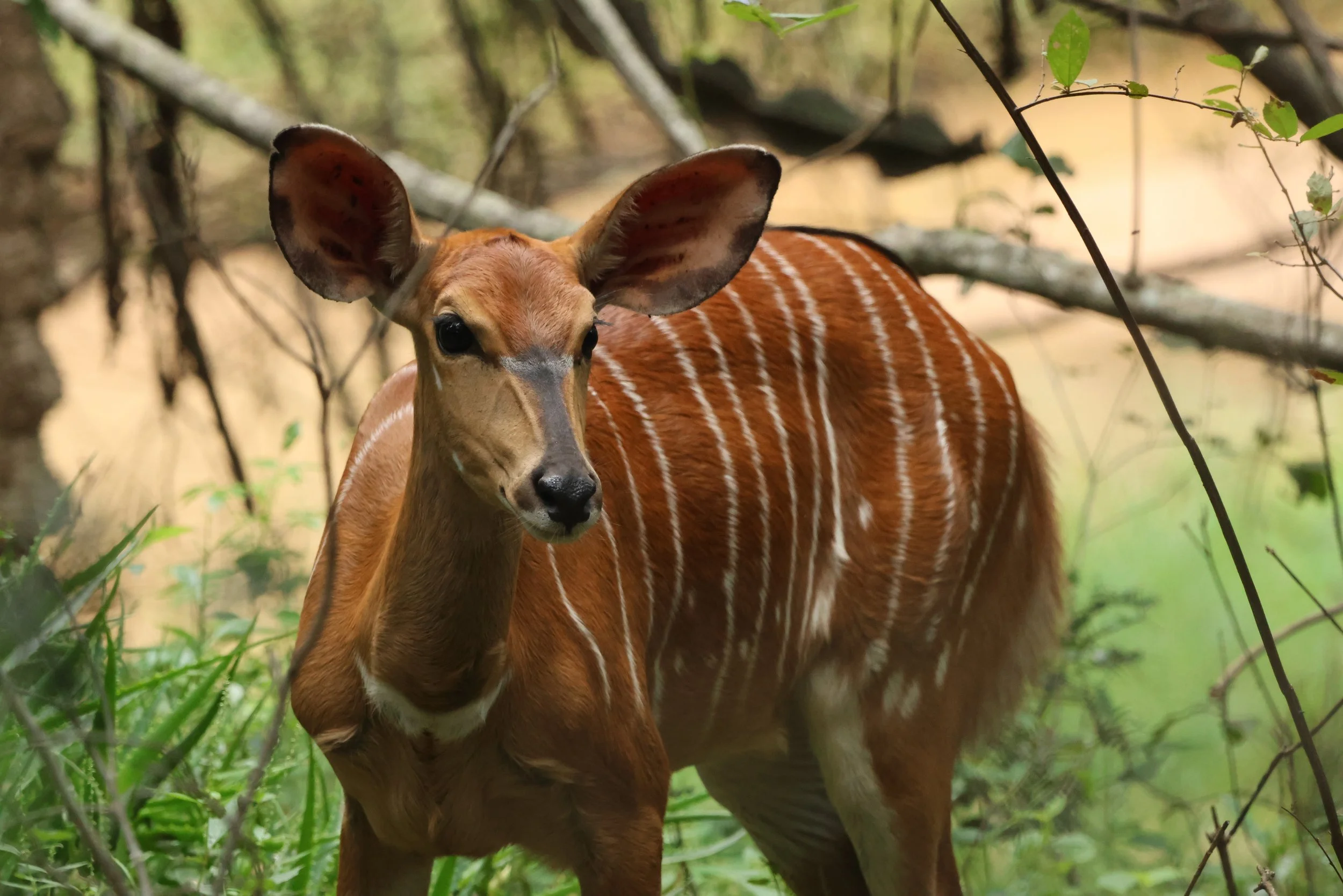 Nyala 2.JPG