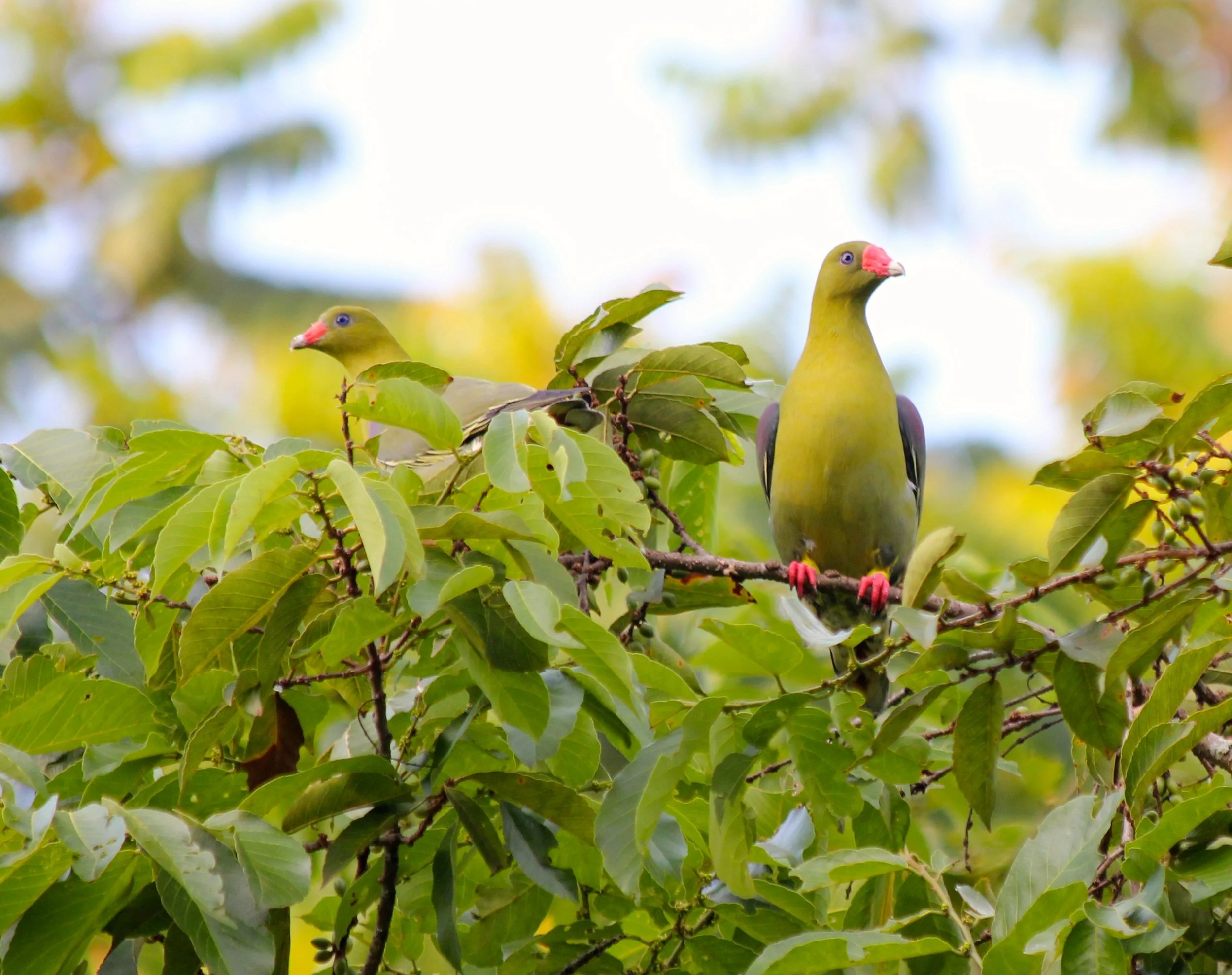 African green-pigeon, Uganda