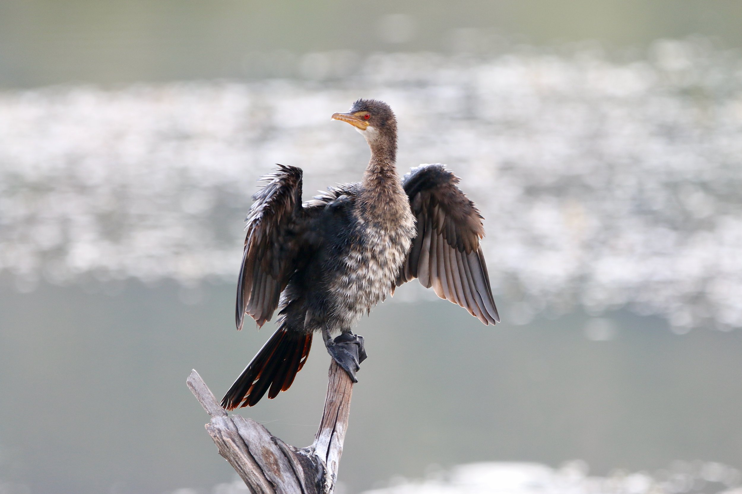 Reed cormorant (?), South Africa