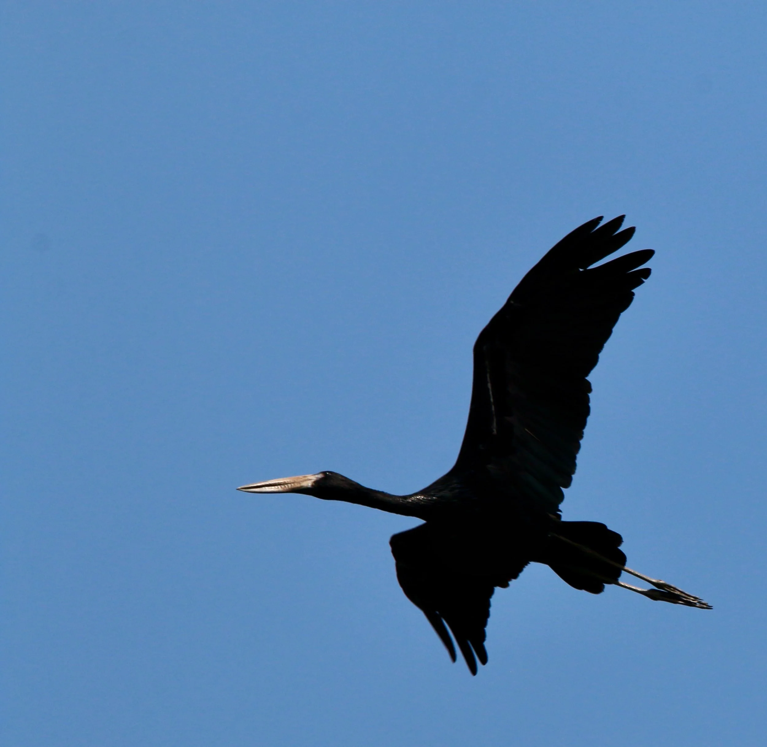 African open-billed stork, Uganda