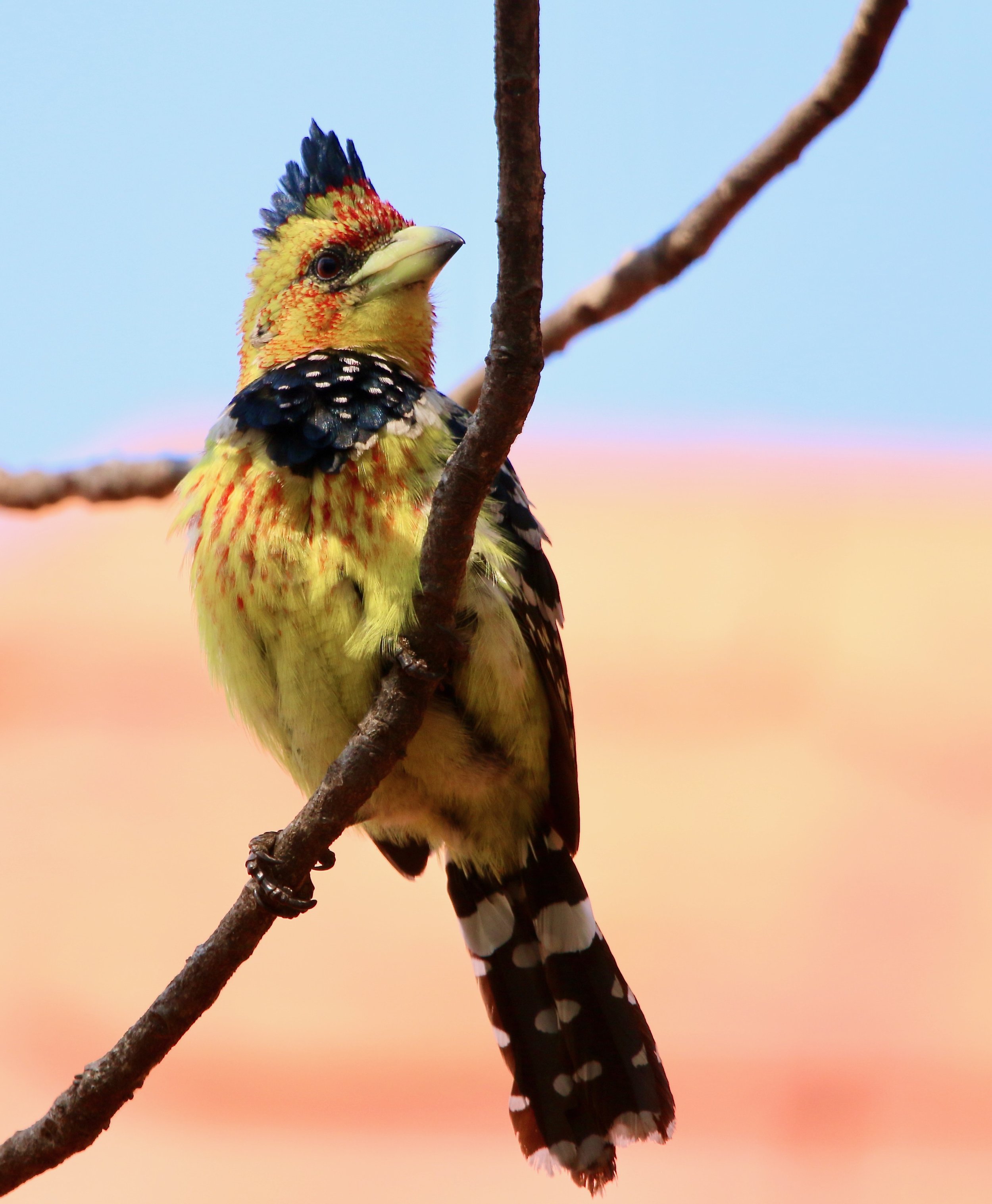 Crested barbet, South Africa