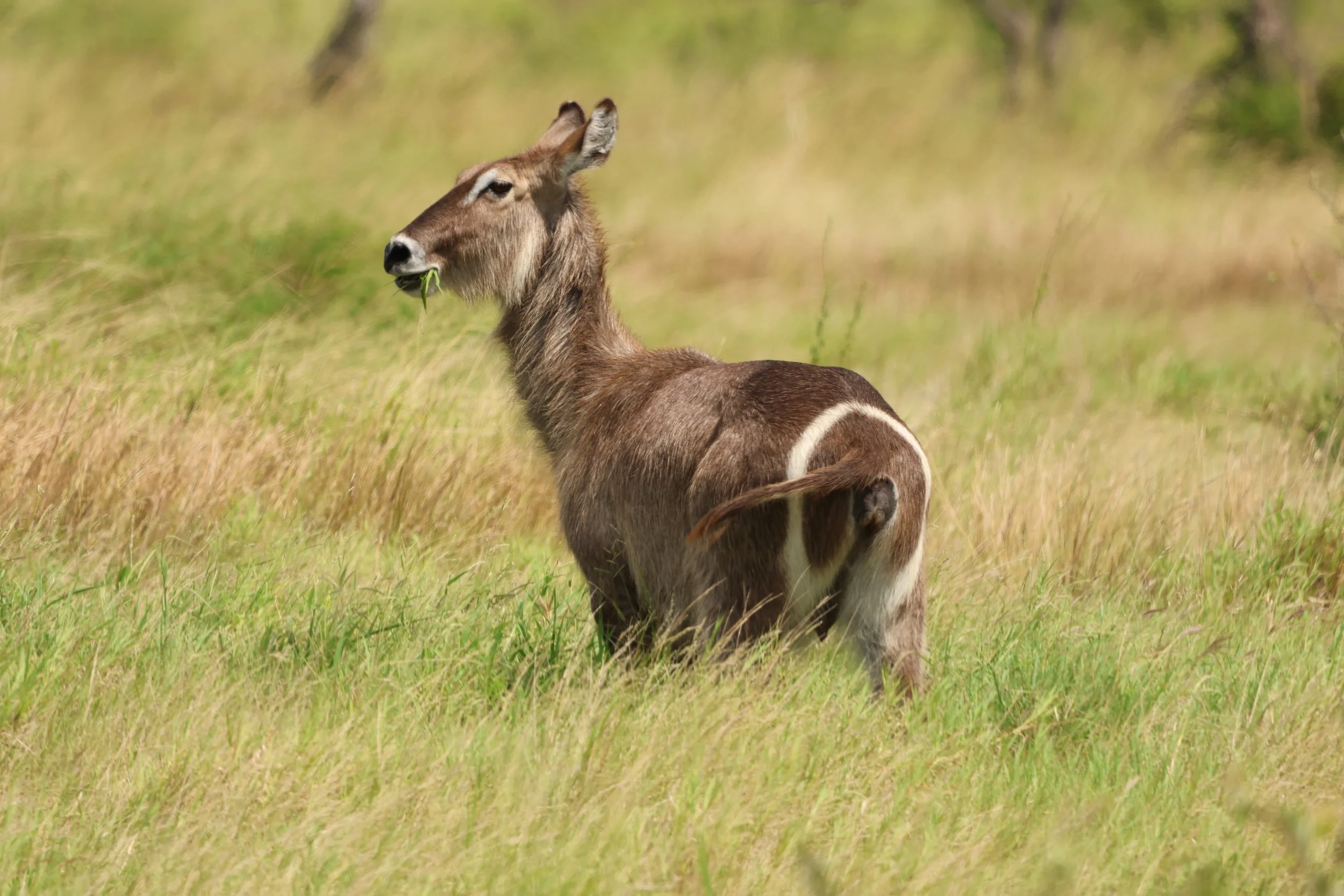 Waterbuck 1.JPG