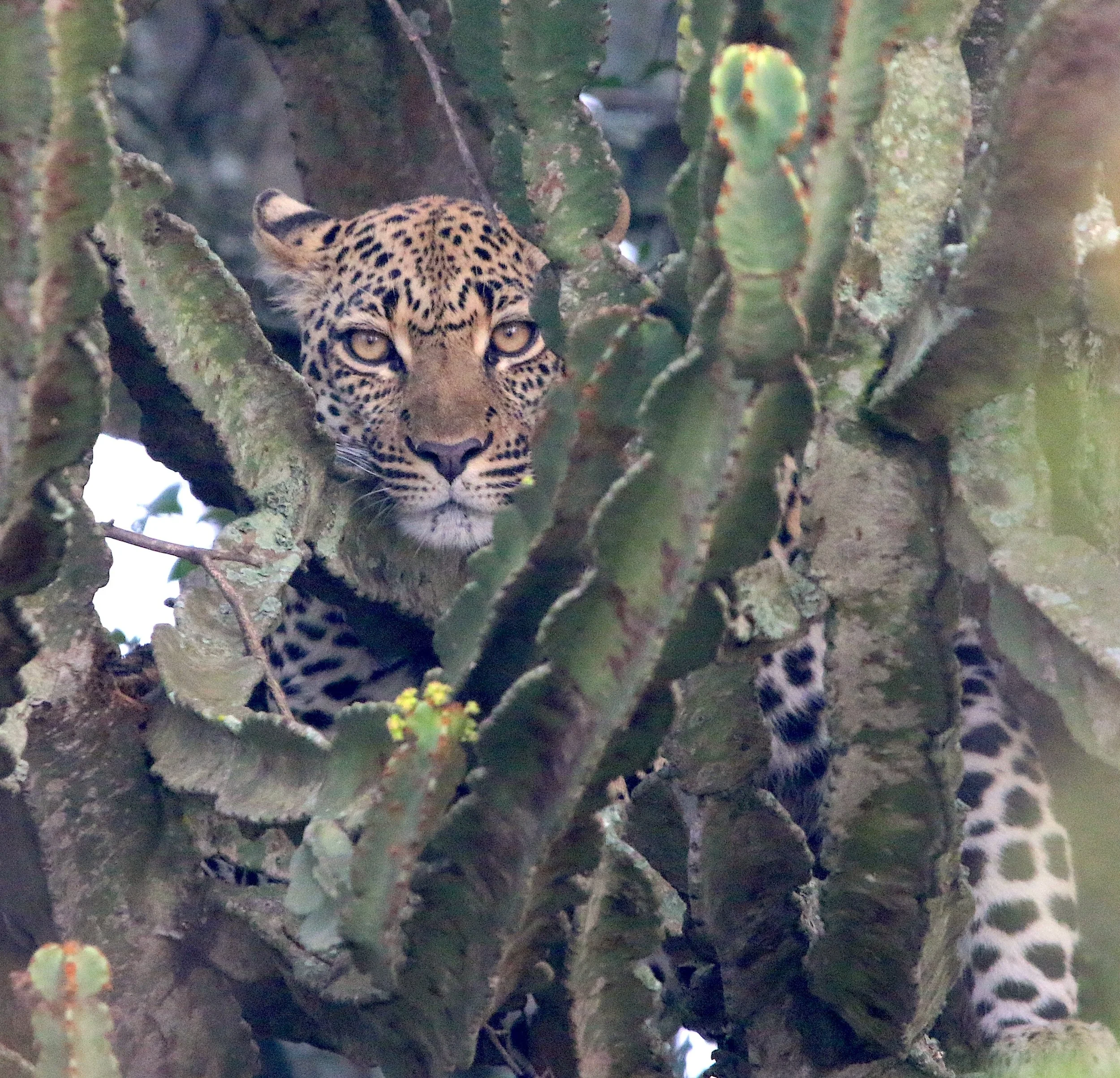 Leopard, Uganda