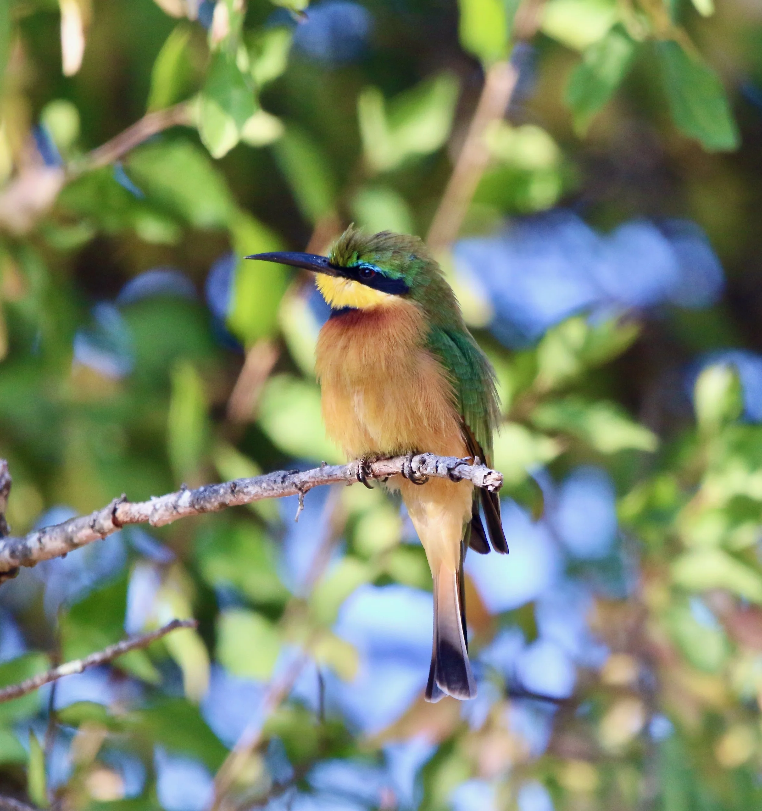 Little bee-eater, South Africa