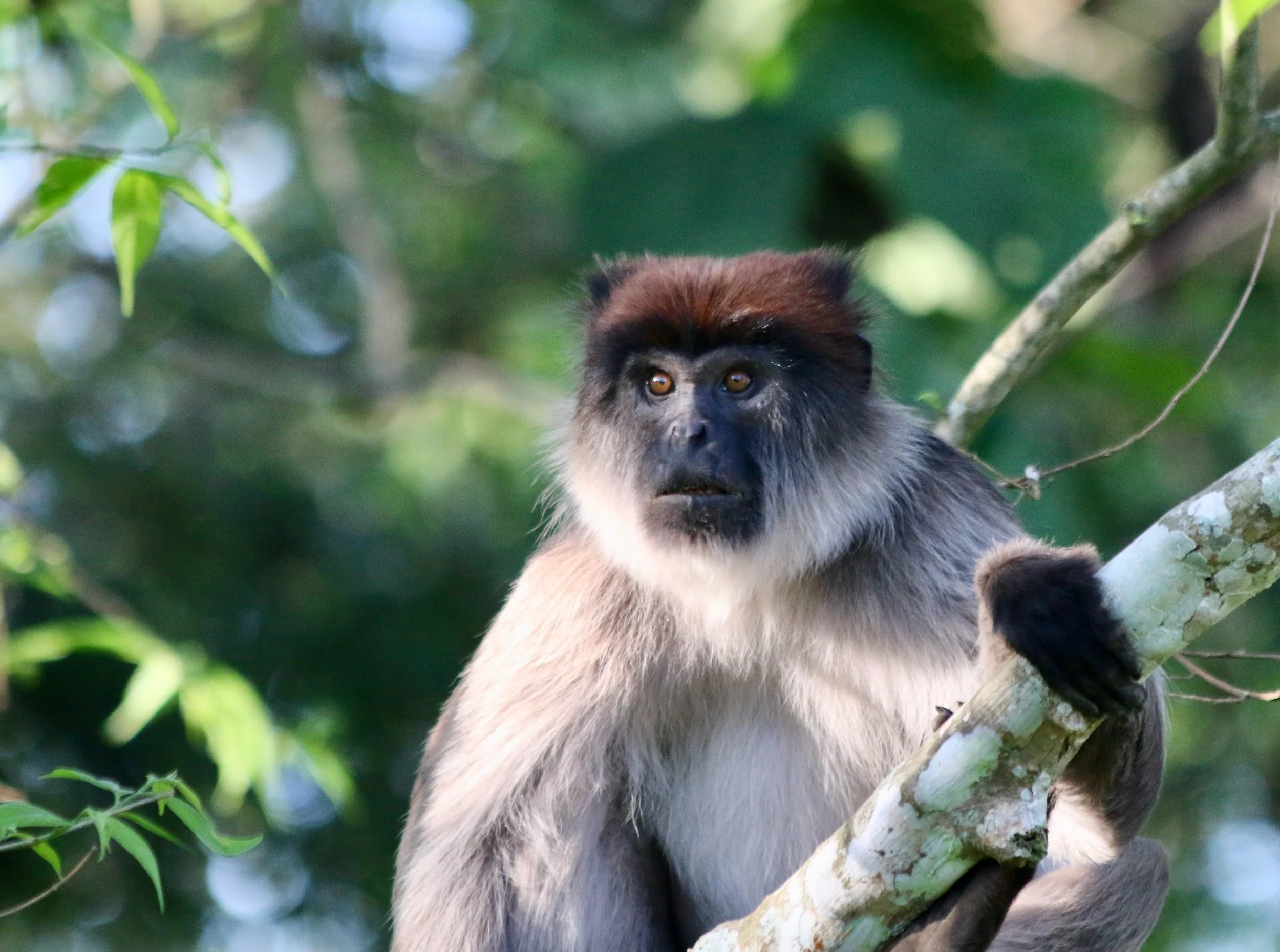 Ugandan red colobus