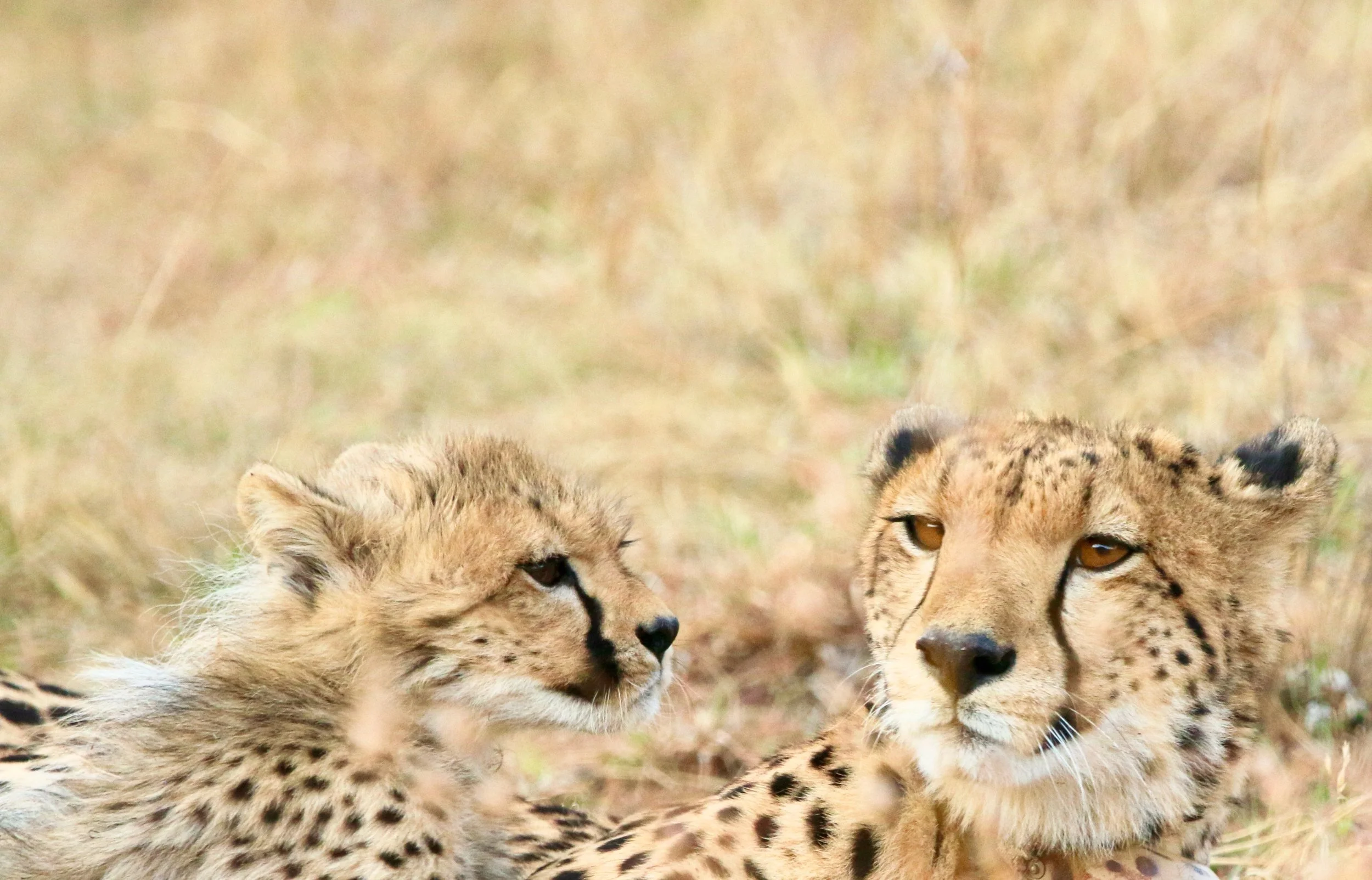 Cheetah, South Africa